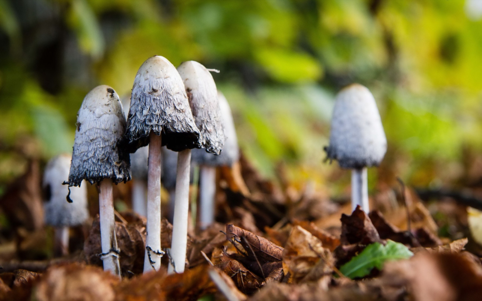 Sfondi : 1920x1200 px, foresta, macro, funghi, natura 1920x1200
