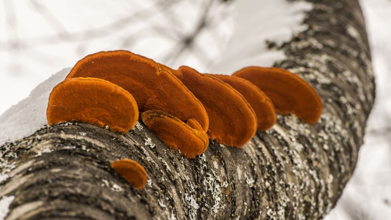 δέντρο,φύση,dof,βάθος πεδίου,μακροοικονομική,μανιτάρια