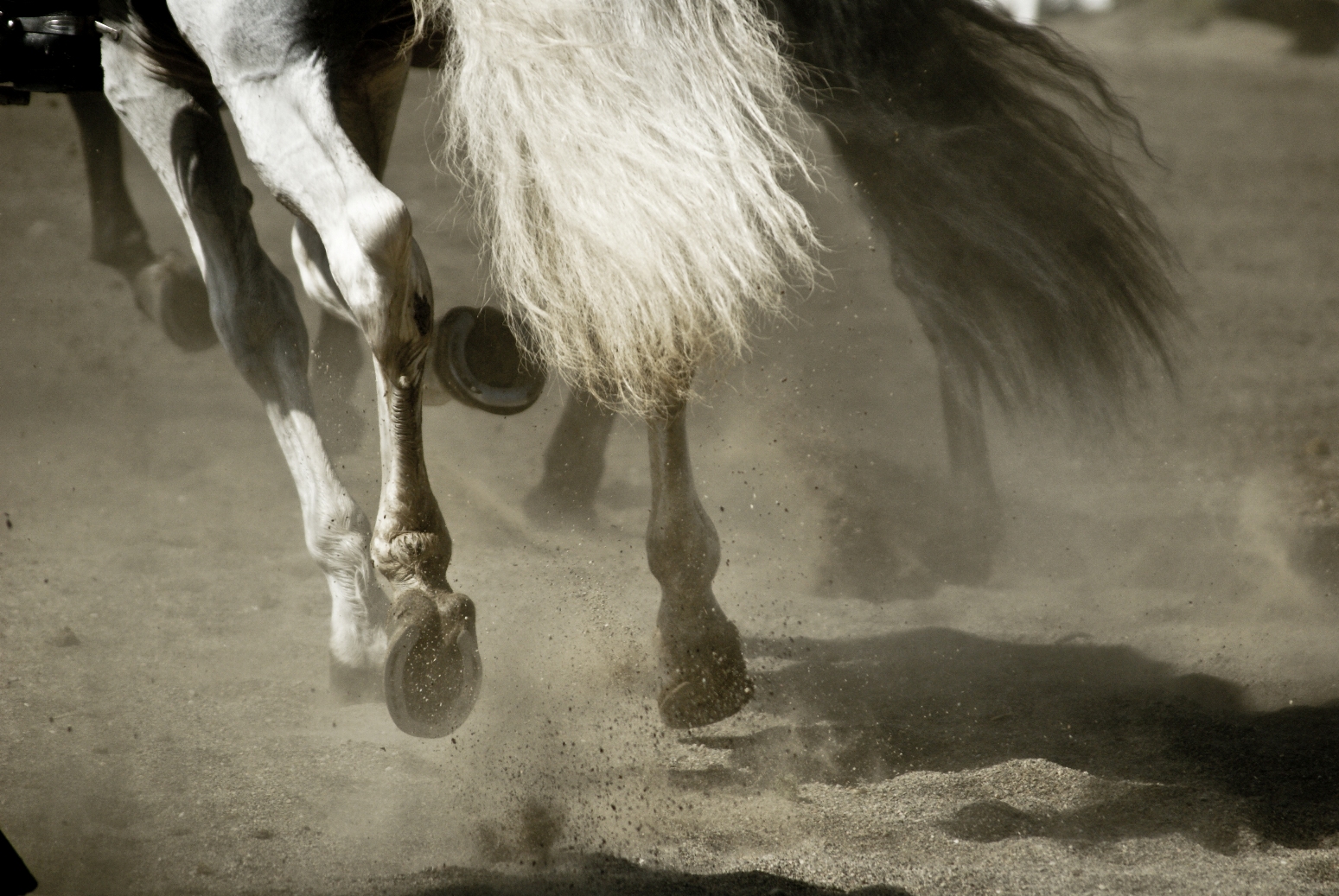 vand, hest, Spanien, Sony, Barcelona, pony, Catalonien, Catalunya, husdyr, alfa, ol tusfotos, espagne, A300, Espanya, Espana, Galope, snude, manke, hest som pattedyr, hingst, mustang hest, pack dyr, dslra300, joangarciaferre, gemicr, gemicr69, caballo, Cataluna, Catalogne, barcellona, Cavall, Barcelone, galop, galop