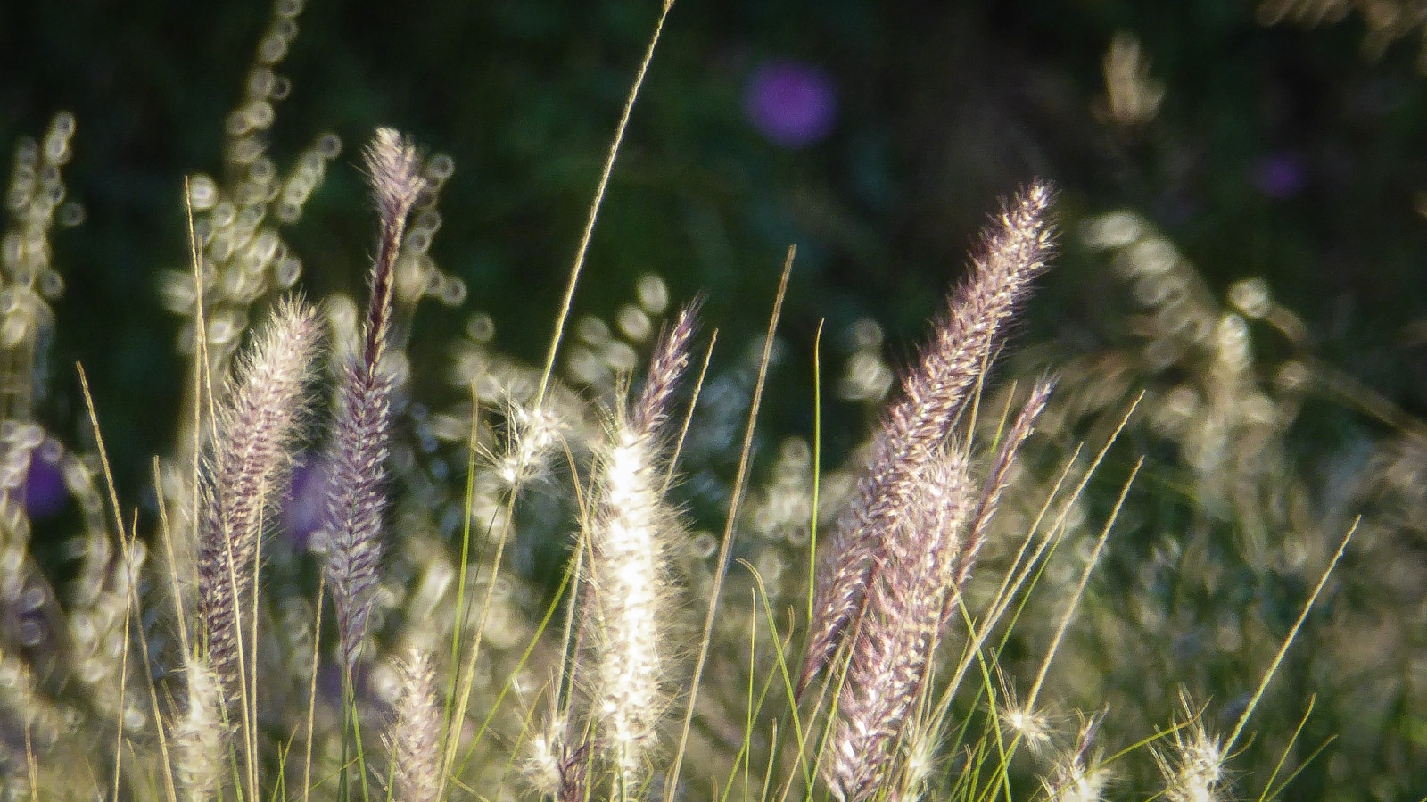 světlo, slunce, lumix, večer, plevele, srstnatý, dlouho, jasný, bokeh, prázdný, Adelaide, traviny, blok, ranní sláva, theen, Henleybeachroad