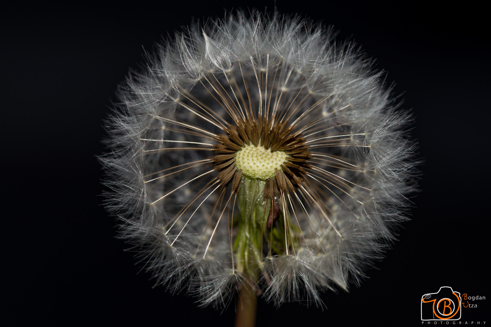 makro, nahoru, Nikon, zavřít, pampeliška, makro, Tamron, 90mm, Bogdan, nahaufnahme, D800, l wenzahn, pusteblume, Utza