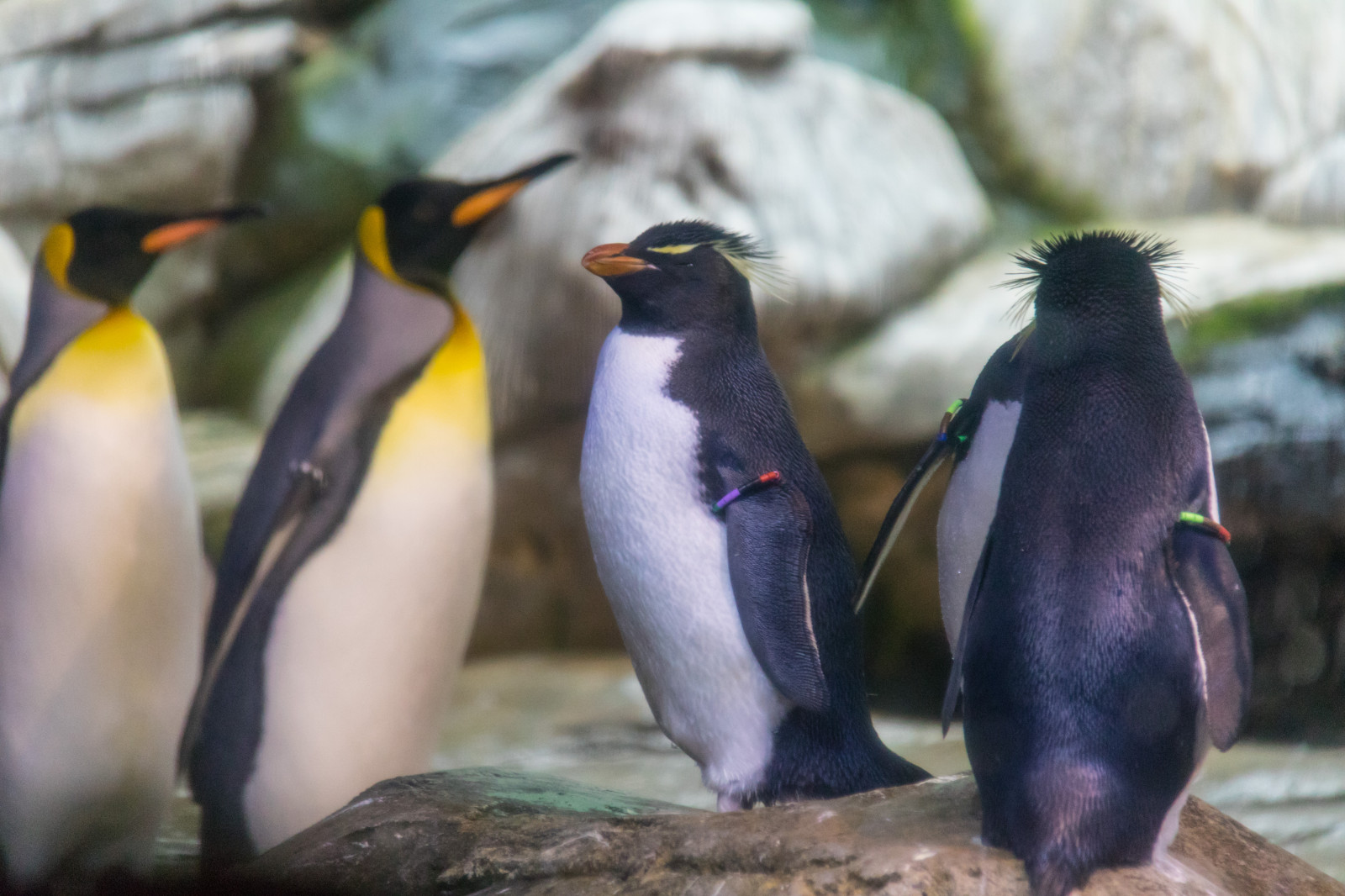 Německo, Volně žijících živočichů, zoologická zahrada, Tučňák, zobák, Berlín, zvíře, pták, DJUR, Německo, deutschland, zoologischergarten, berlinszoo, f gel, exif modelu canoneos760d, geocountry, Kamera aby kánon, geocity, Model fotoaparátu canoneos760d, geostate, geolocation, EXIF čočka efs18200mmf3556is, EXIF otvor 56, exif focallength 200mm, exif aby kánon, exif isospeed 2000, berlinzoo, zooberlin, Djurpark, pingvin, fauna, nelétavý pták, obratlovců, tučňák