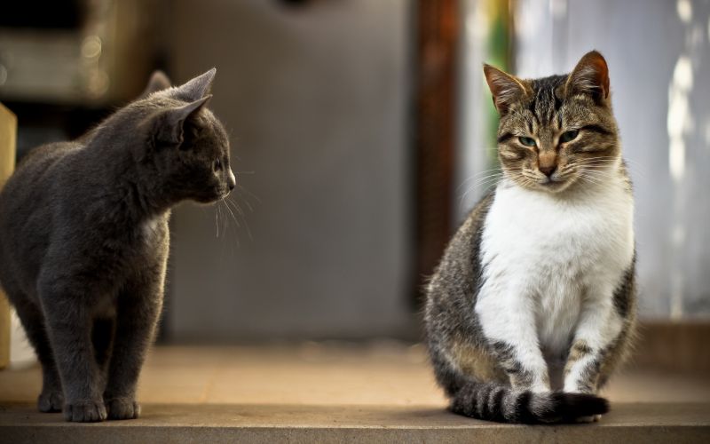 soddisfatto,gatti,coppia,Curiosità