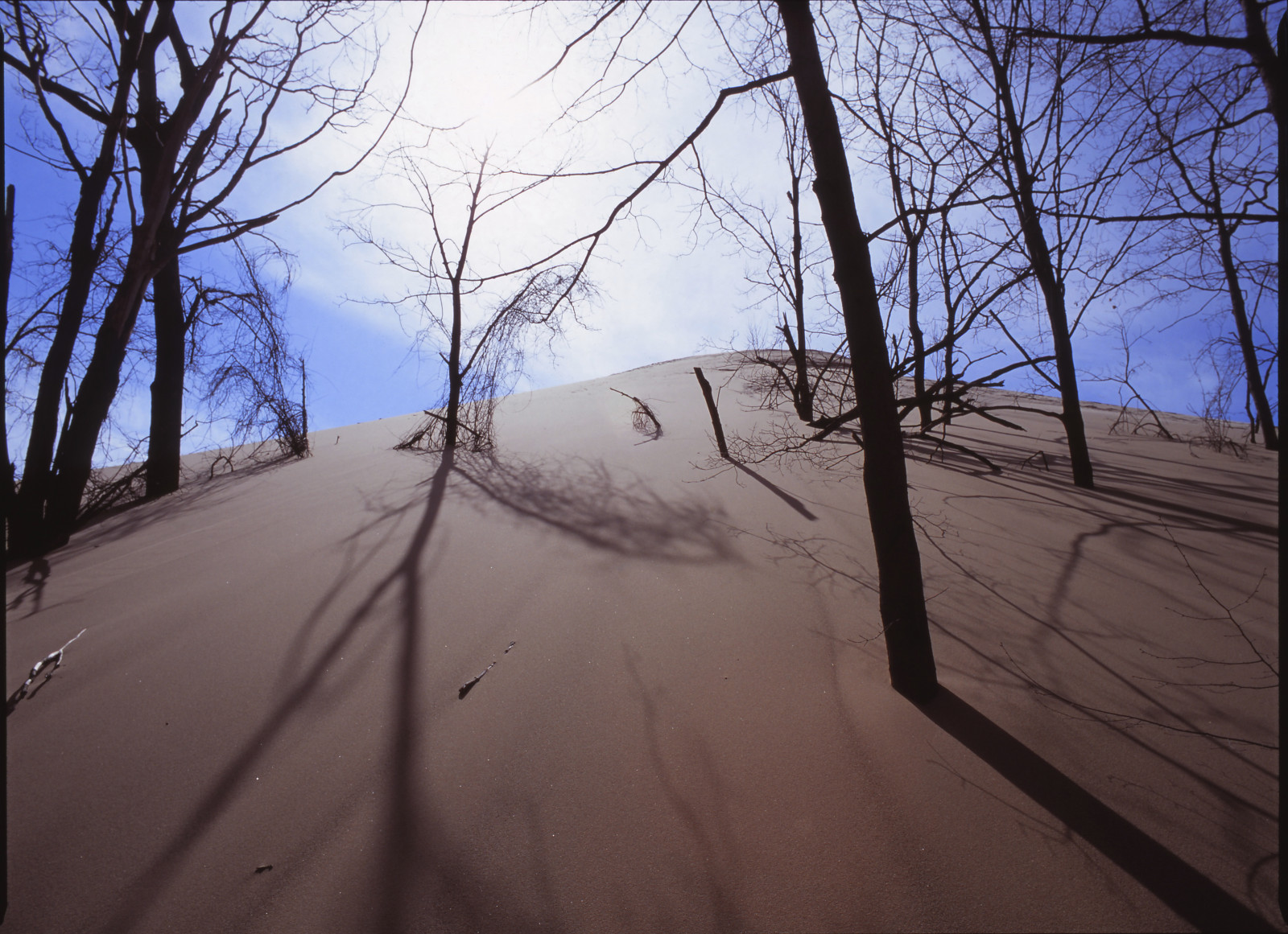 træer, sø, mamiya, film, analog, fotografering, sand, 645, fuji, Michigan, klit, Velvia, medium, format, 50, ren, filmisnotdead, ishootfujifilm