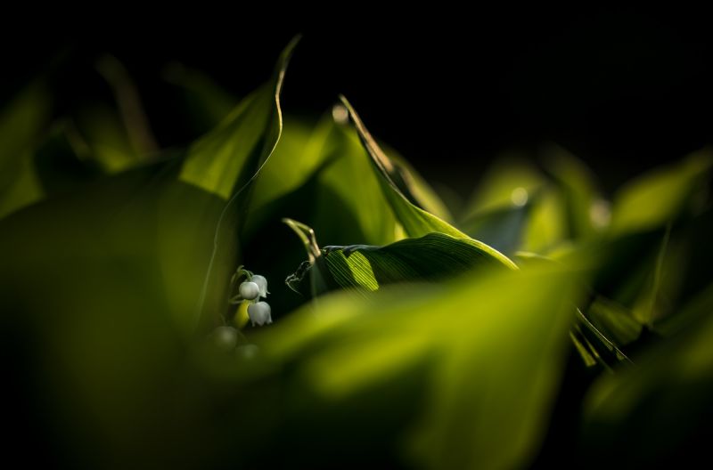 luci, fiori, erba, luce del sole, natura, fotografia