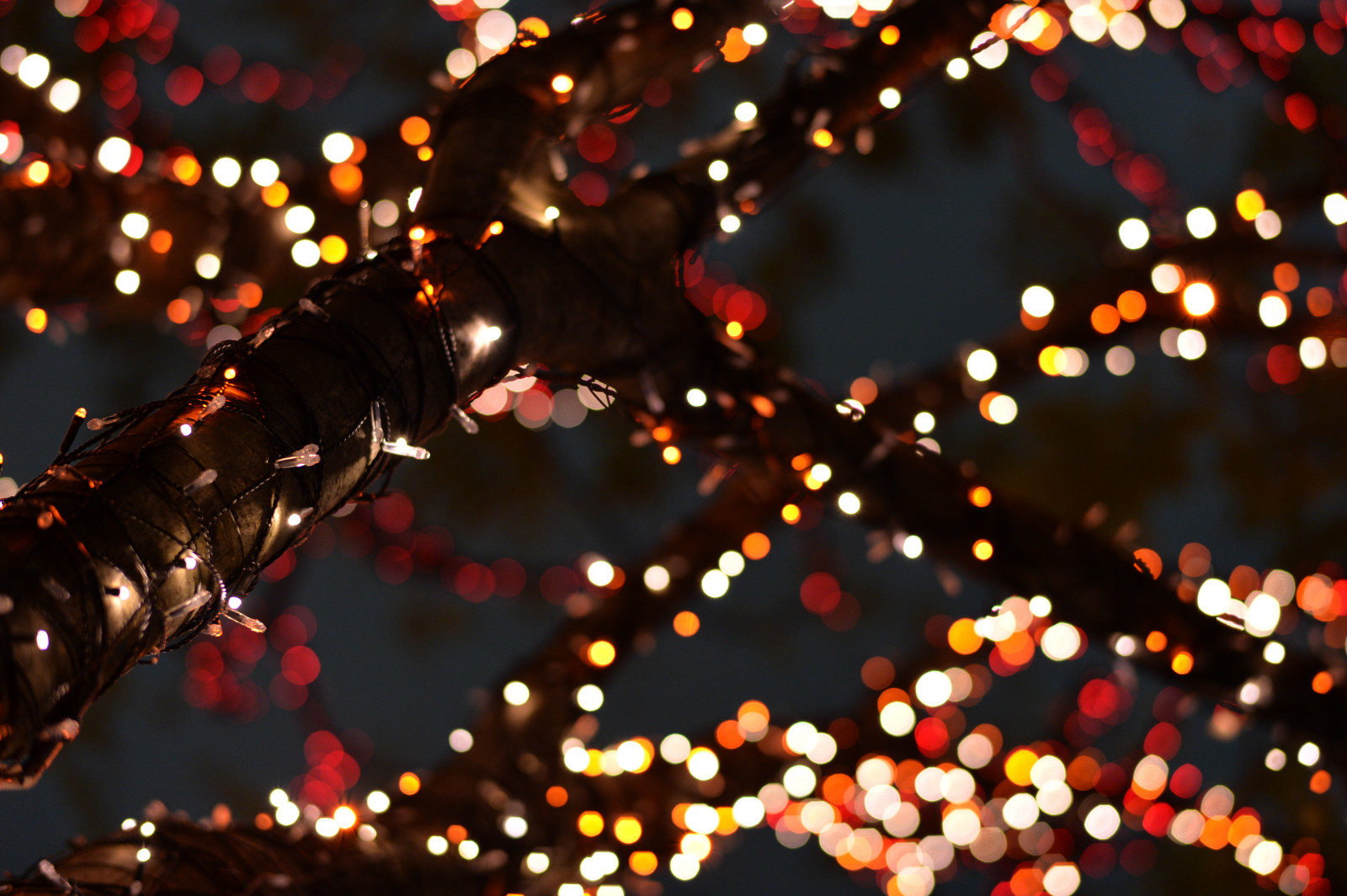 Japan, nat, rød, afdeling, Nikon, jul, ferie, julelys, Tokyo, Jp, lys, farve, NIKKOR, blomst, belyst, belysning, kronblad, df, roppongi, keyakizaka, afs58mmf14g, afsnikkor58mmf14g, belyse, juledekoration, makrofotografering