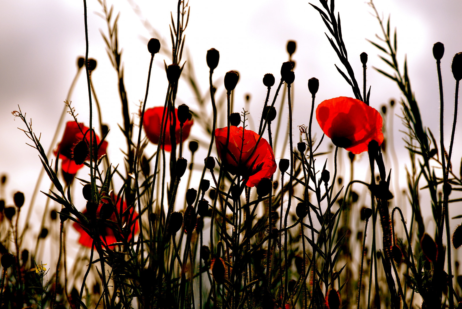 สวน, สีแดง, สาขา, บุปผา, ฤดูร้อน, ฤดูใบไม้ผลิ, สี, ฤดูใบไม้ร่วง, ใบไม้, ดอกไม้, ปลูก, ฤดู, งาดำ, พืช, น่ากลัว, nikonflickraward, blume, การ์เด้น, wiese, โรงงานที่ดิน, พืชดอก, พฤกษศาสตร์