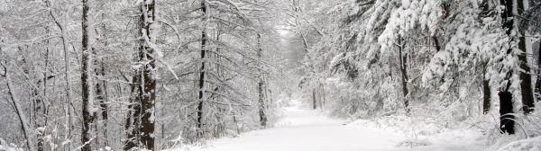 trees, landscape, forest, monochrome, nature, snow