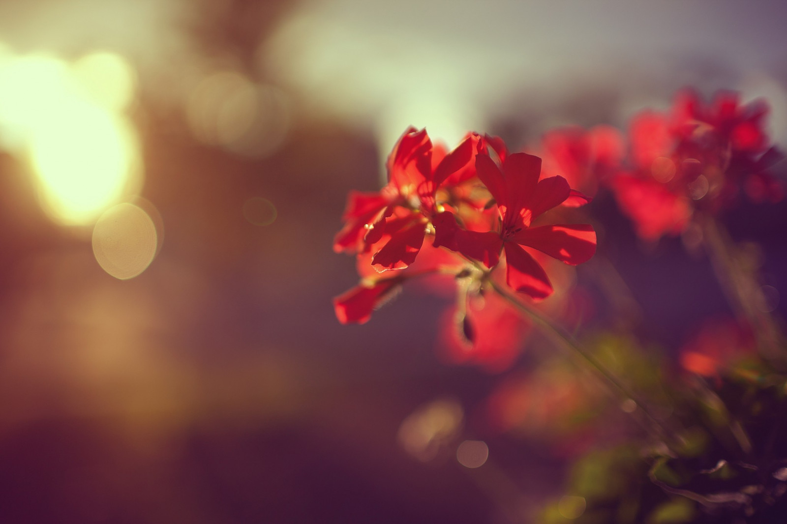 2048x1365 px, fiori, macro