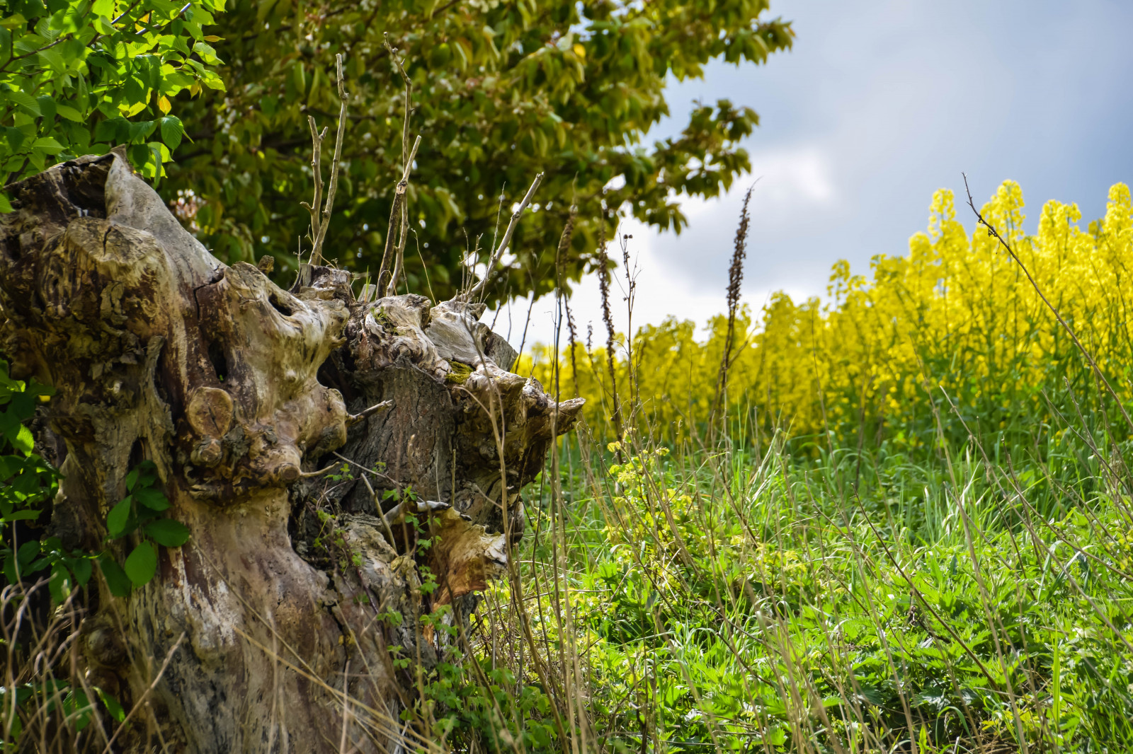 แสงแดด, แนวนอน, ป่า, ธรรมชาติ, หญ้า, ท้องฟ้า, สีเขียว, สีเหลือง, สัตว์ป่า, ถิ่นทุรกันดาร, สวีเดน, Sverige, Rapeseed, ต้นไม้, ฤดูใบไม้ร่วง, ใบไม้, ดอกไม้, ปลูก, กลางแจ้ง, พืช, sk nel n, se, himmel, sk ne, ชนบท, landsbygd, ข่มขืน, ถนน, brassicanapus, spannm l, พืชพันธุ์, ทุ่งหญ้า, ดอกไม้ป่า, ป่าไม้, เขตชนบท, ถิ่นที่อยู่, สภาพแวดล้อมทางธรรมชาติ, โรงงานที่ดิน, พืชดอก, ครอบครัวหญ้า