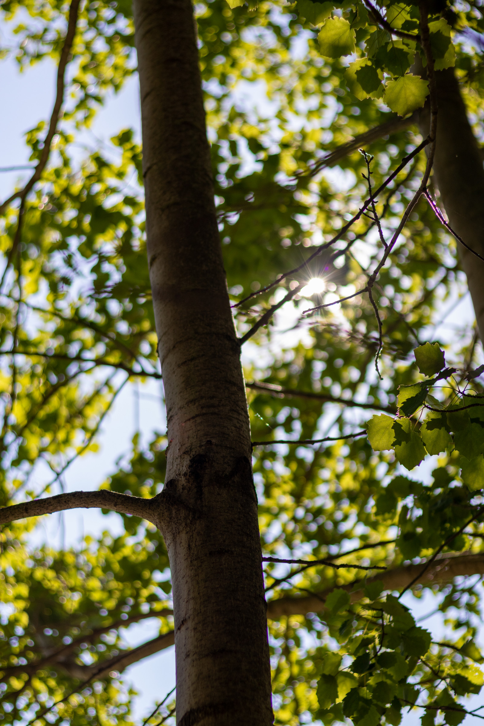 kůra stromu, les, čisté nebe