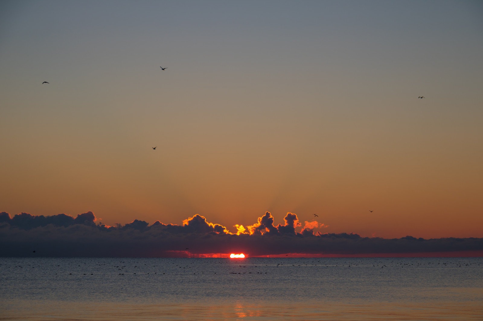 apus de soare, mare, dafin, apă, ţărm, reflecţie, cer, plajă, răsărit, seară, dimineaţă, coastă, Soare, orizont, amurg, nor, zori de zi, pasăre, ocean, Himmel, solnedg ng, VHA, MOLN, trelleborg, F gel, fenomen atmosferic, amurg