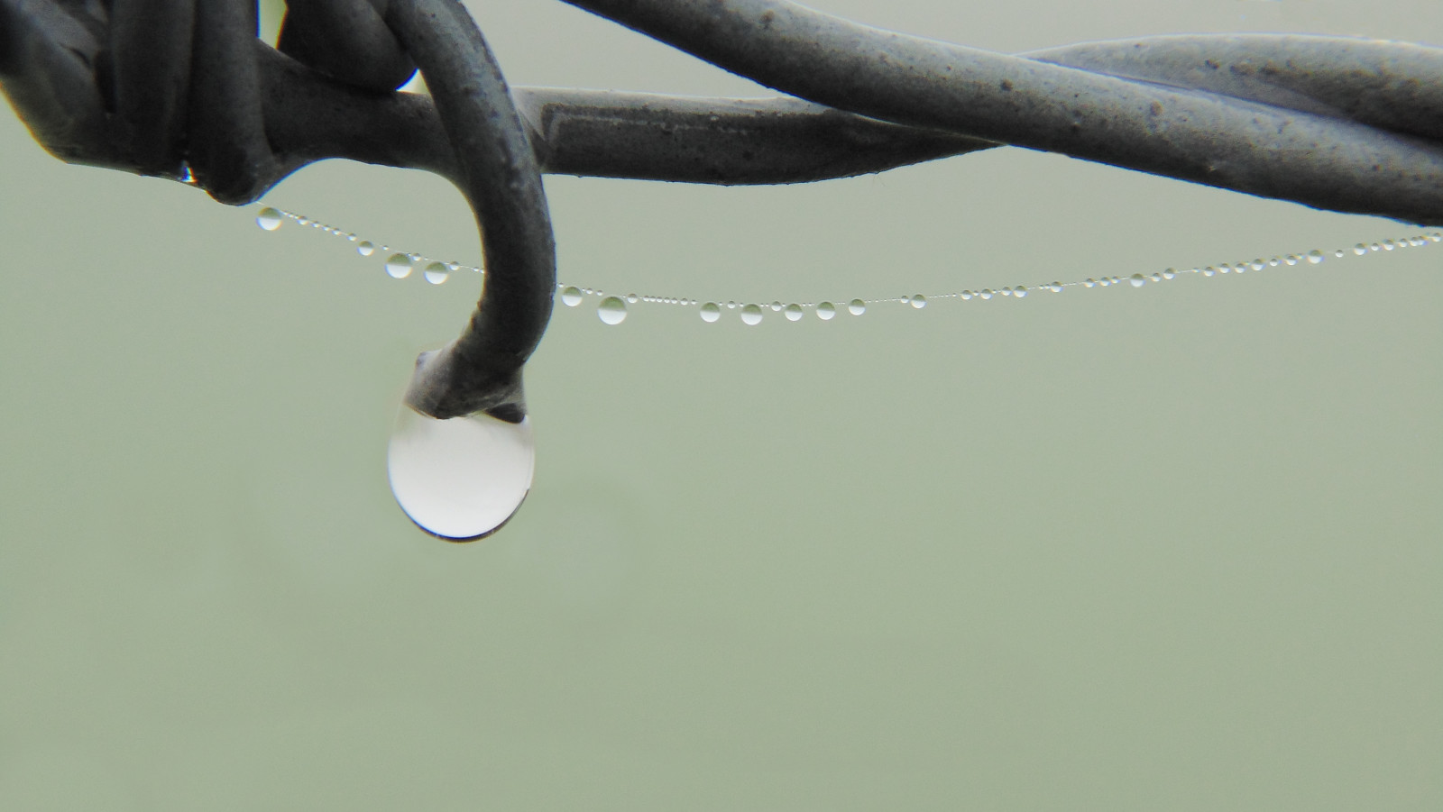 Spojené království, ráno, Anglie, zelená, Příroda, mokrý, voda, kov, Šedá, kapky rosy, kapičky, rosa, ozub, klenoty, koule, barbwire, waterdroplets, Webb, ranní rosa, sonydsch200