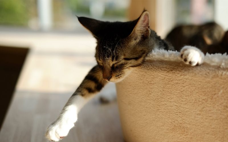 cat, animals, nose, whiskers, skin, sleeping cat, animals, nose, whiskers, skin, sleeping