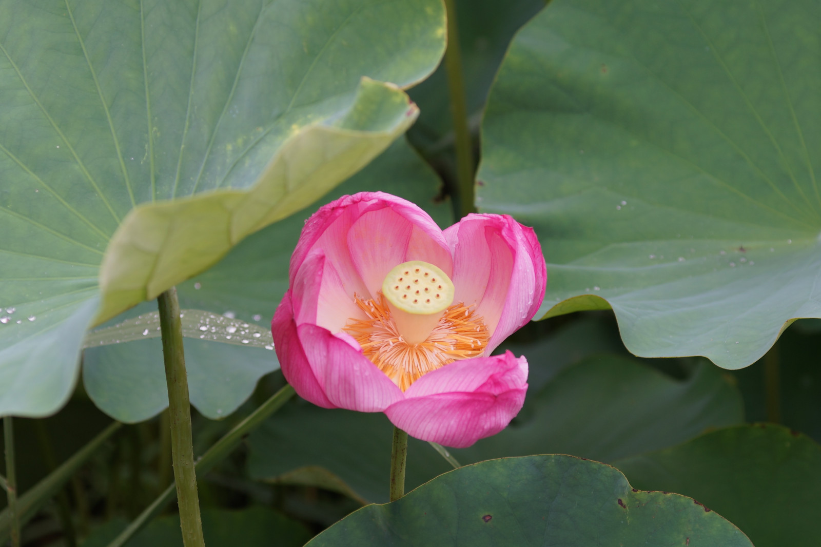 โซนี่, เบ่งบาน, โตเกียว, โลตัส, ดอกไม้, ปลูก, พืช, Zeiss, carlzeiss, กลีบดอก, Machida, yakushiike, อัลฟา, alpha7, ระนาบ, ilce, makroplanar, makroplanar6mmf28, พฤกษศาสตร์, โรงงานที่ดิน, พืชดอก, การถ่ายภาพมาโคร, ต้นกำเนิด, พืชน้ำ, บัวศักดิ์สิทธิ์, ตระกูลโลตัส, proteales