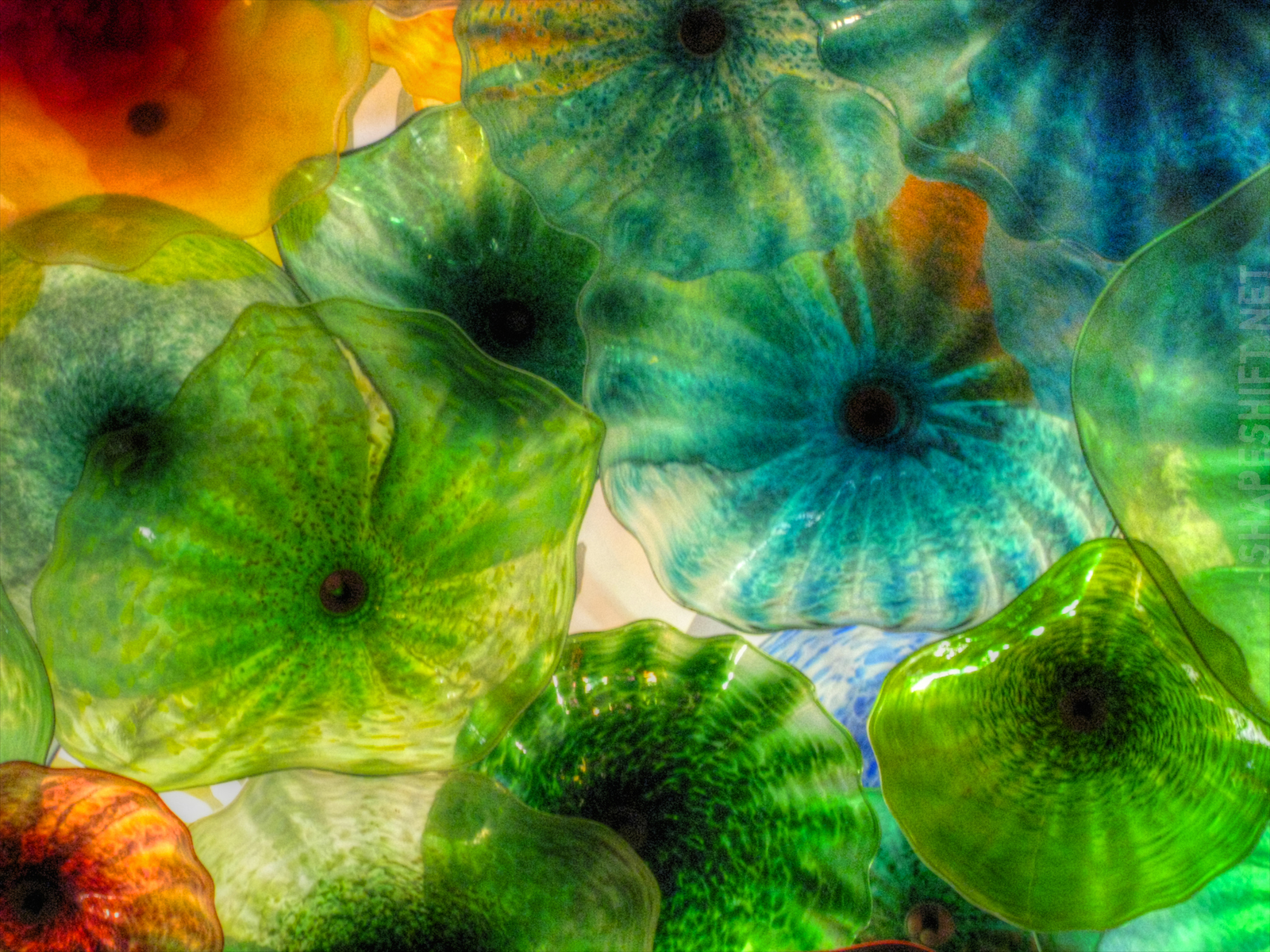 blomster, Hotel, grøn, glas, Kasino, Canon, skulptur, koral, Halo, vandmand, USA, Nevada, Bellagio, KUNST, vegas, Las Vegas, loft, Skærm, håndlavet, computer tapet, fraktale kunst, tæt på, makrofotografering, havbiologi, marine hvirvelløse dyr, organisme, grønne alger, shapeshift, davidpham, davidphamsf, stenet koral, dalechihuly, Chihuly, gelé, mundblæst, Belagio, canonixy, bellagiocasino