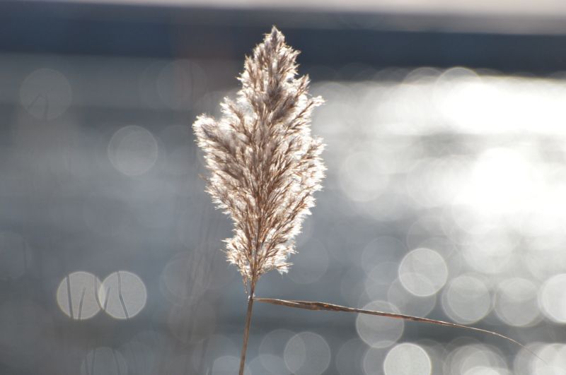 zonlicht,wit,reflectie,gras,hemel,winter