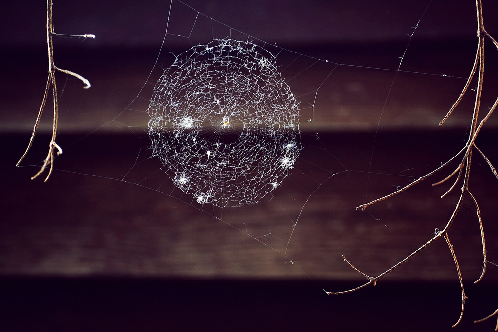 kruh, pavouk, větve, web, pavučina, kolo, větvičky, rund, lapač snů, spinnennetz, Traumu, zweige, kreis, dandelionseeds, L wenzahnsamen, canoneos1000d