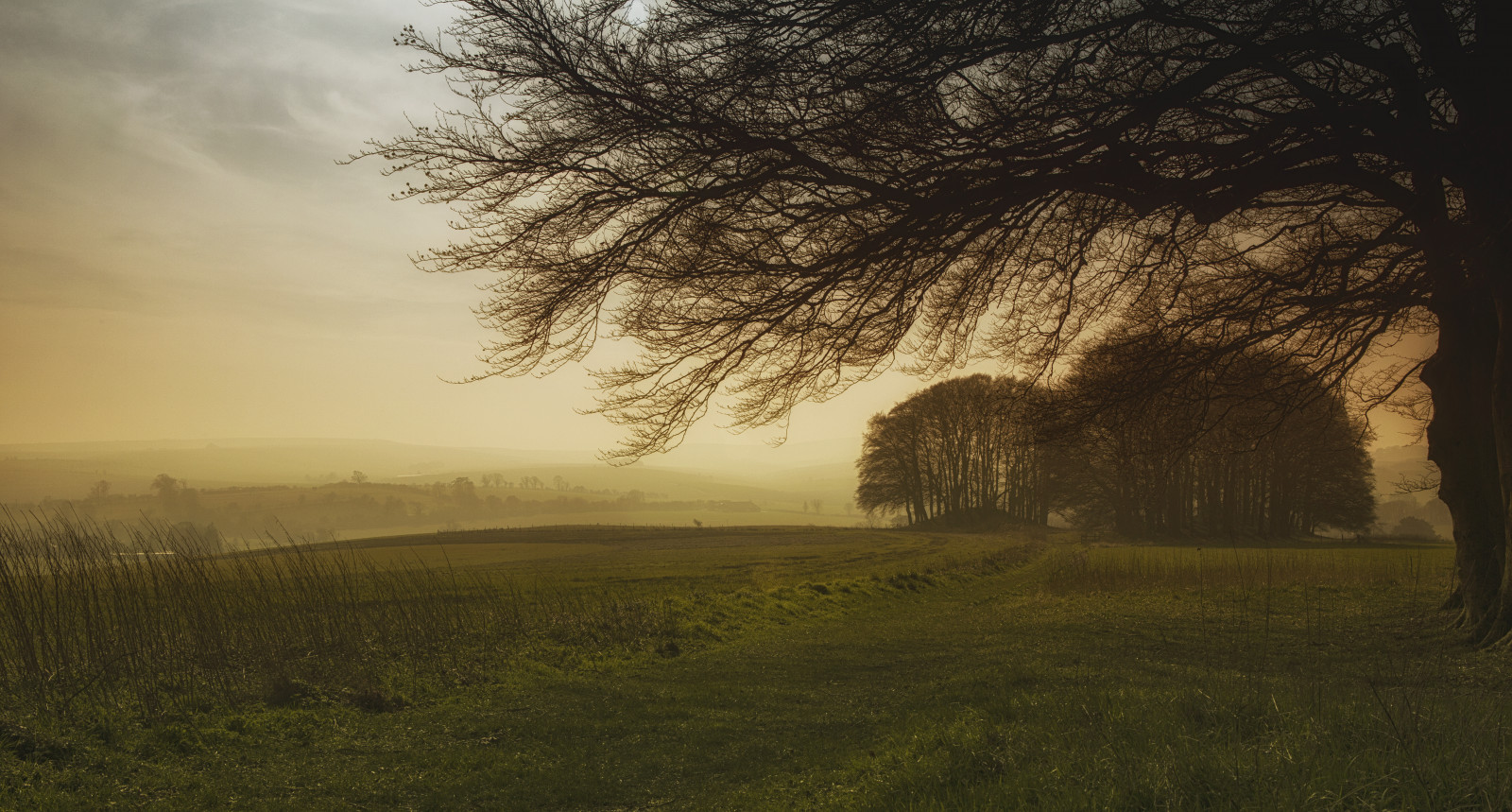 Devizes Countryside Wallpaper : woods, trees, forest, woodland, copse, countryside, rural ...