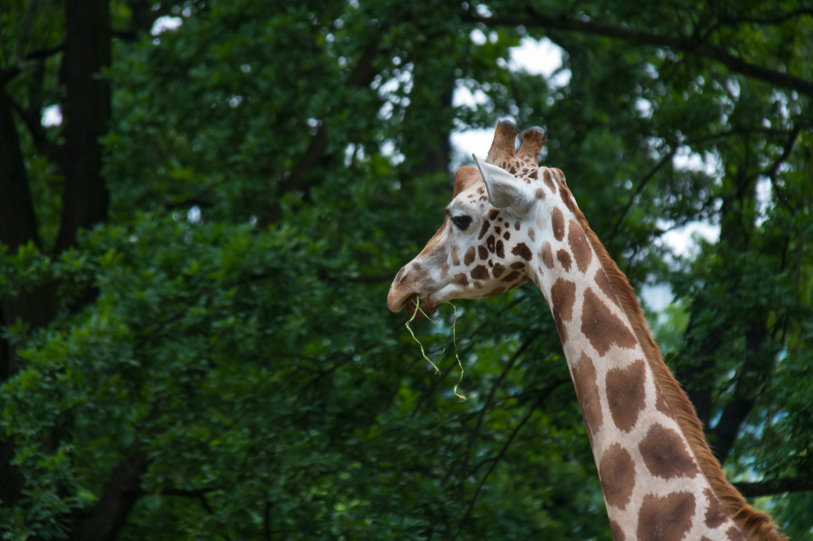 Tyskland, dyreliv, Zoo, Berlin, dyr, djur, tyskland, deutschland, giraf, giraff, zoologiske, berlinszoo, berlinzoo, zooberlin, Djurpark, fauna, pattedyr, hvirveldyr, giraffer