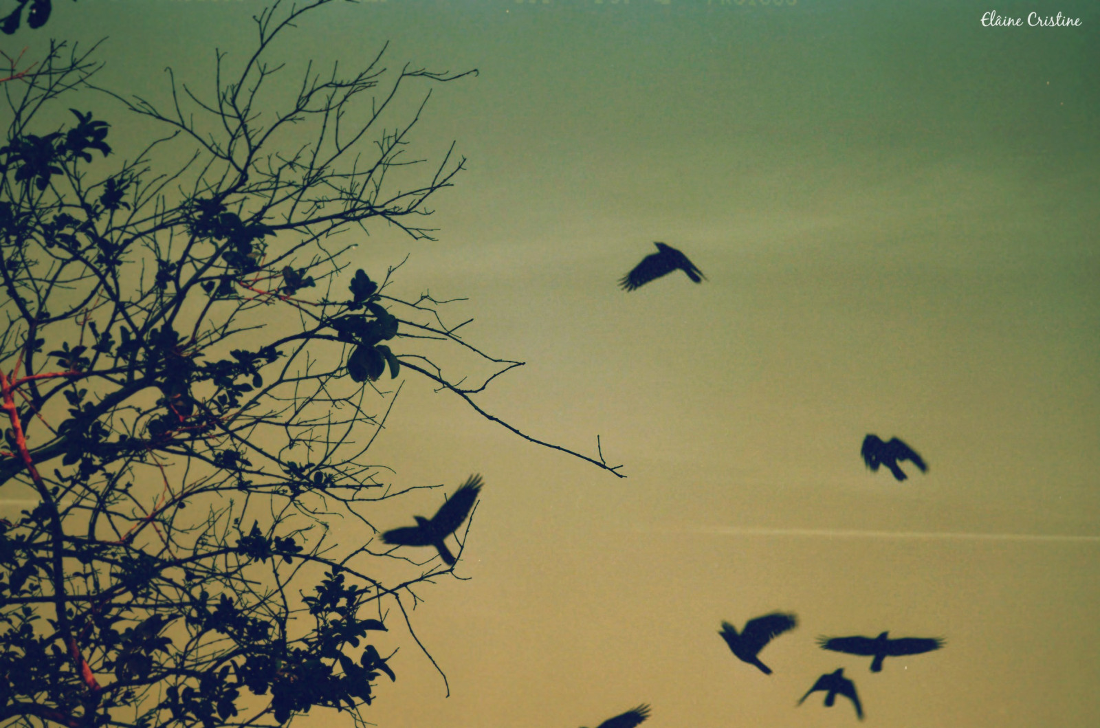 západ slunce, Příroda, nebe, větev, zelená, modrý, kouzlo, slunce, vinobraní, 2015, folhas, Al, slunce, Mundo, UMĚNÍ, světlo, den, list, flickr, květ, dny, pták, dia, film, slovo, křídlo, fotografia, natureza, pordosol, Arvore, janeiro, nuvens, jednoduše, Atmosféra Země, prohlížení pták, delicada, poesia, CEU, Alagoas, silhuetta, jenipapo, nabídky