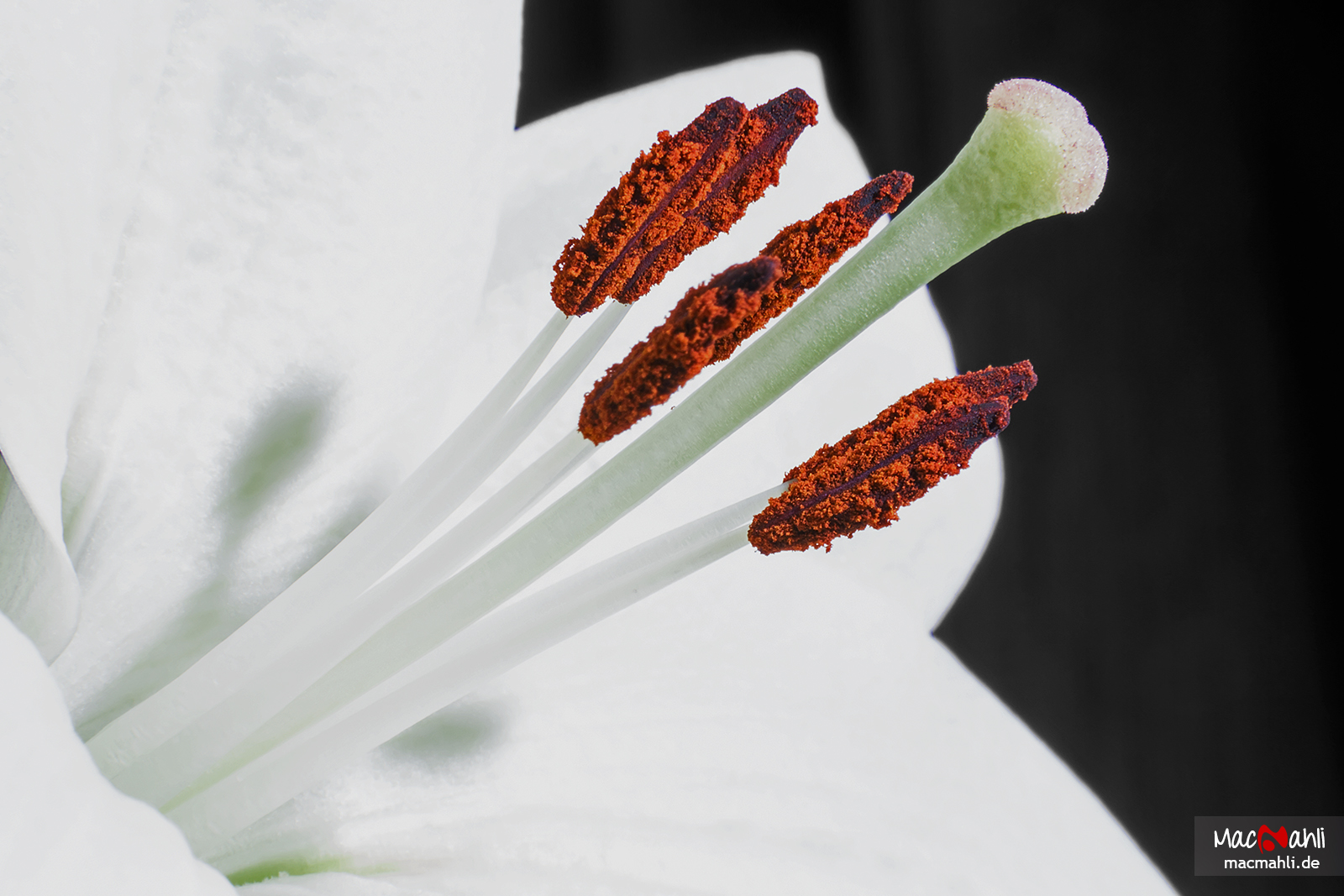 wallpaper internet flickr flower de deutschland bayern macro