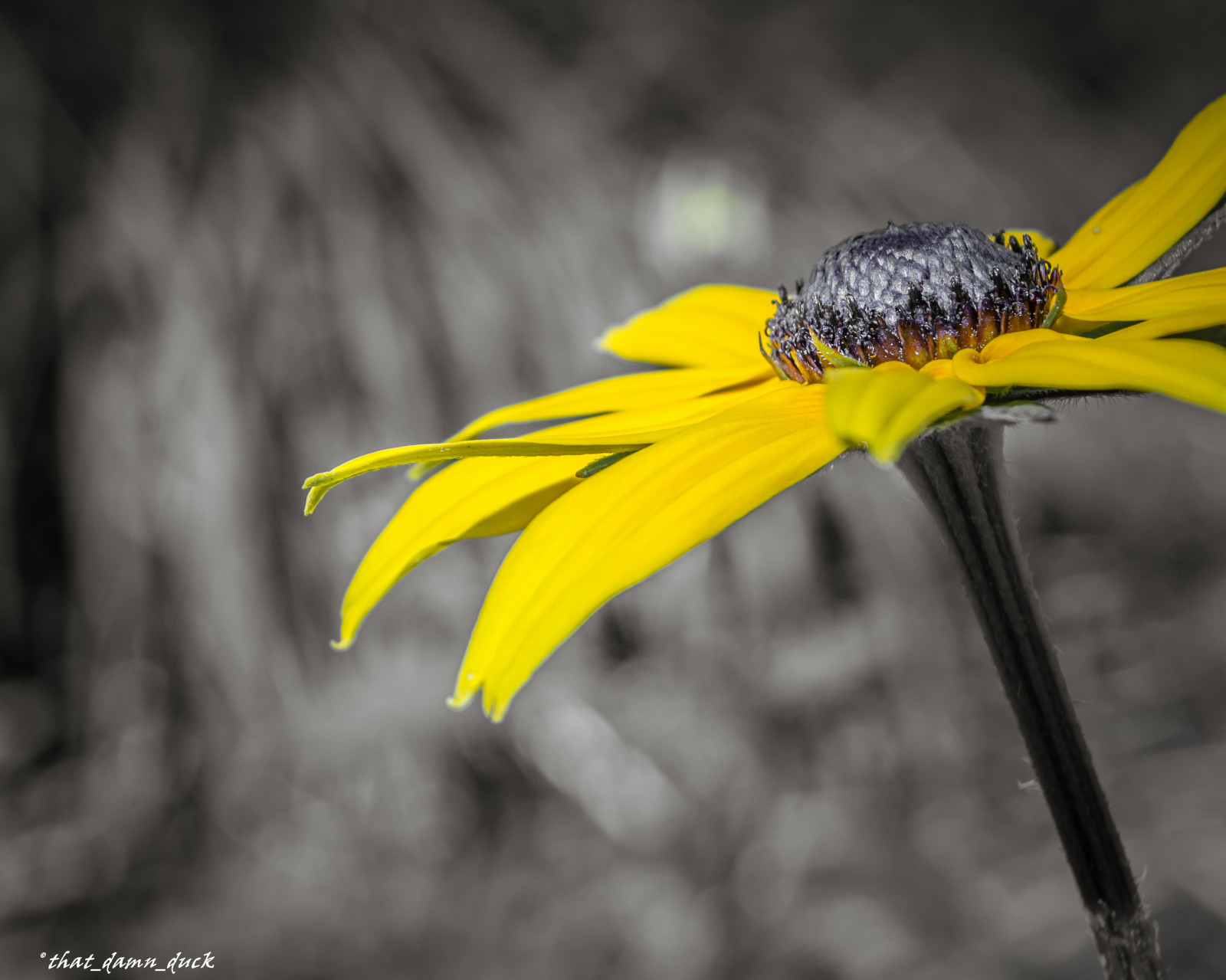 slunečnímu záření, Příroda, fotografování, makro, motýl, hmyz, zelená, žlutý, Lístky, květ, hloubka pole, list, květ, rostlina, venkovní, flóra, fauna, divoká rostlina, kvetoucí, botanika, zblízka, makro fotografie, závod stonek, bezobratlý, daisy rodina, můry a motýli