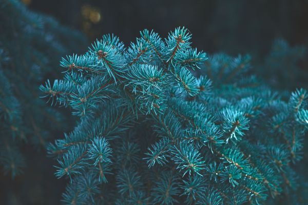 teal,plants,bokeh,pine trees,trees