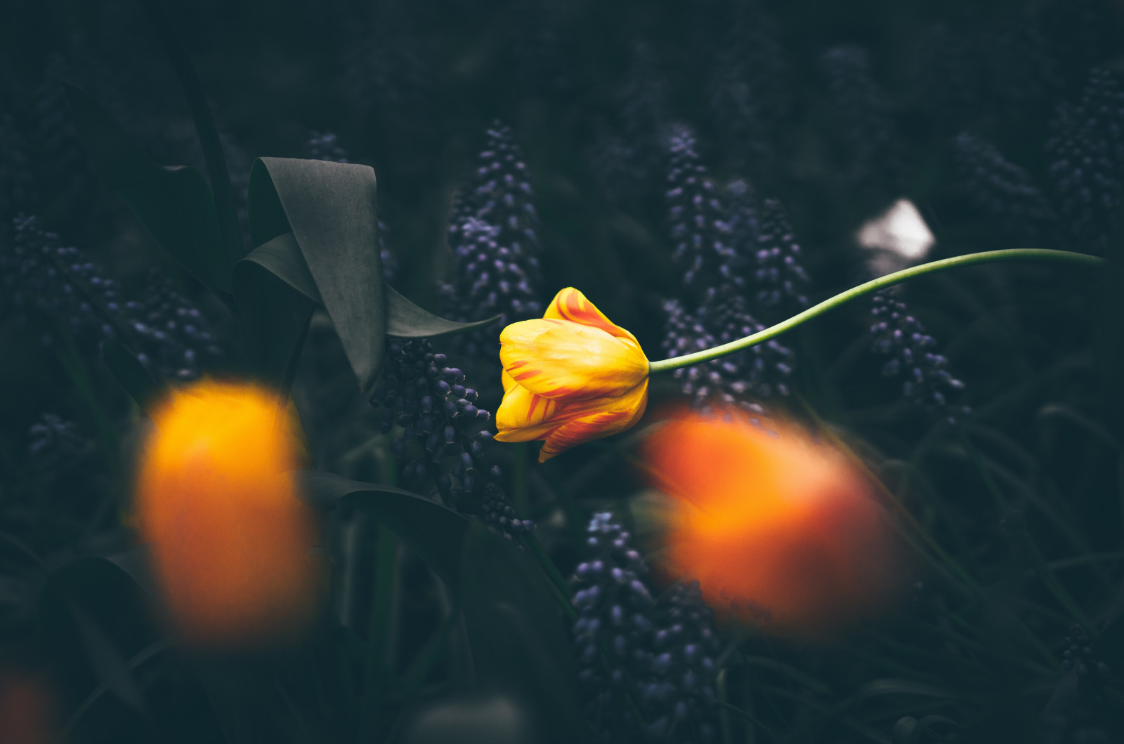 Flores, agua, Plantas, macro, amarillo, flor, planta, oscuridad, pétalo, flor silvestre, Papel pintado de la computadora, Fotografía macro, Fotografía de la vida inmóvil, organismo, 6711x4450 px