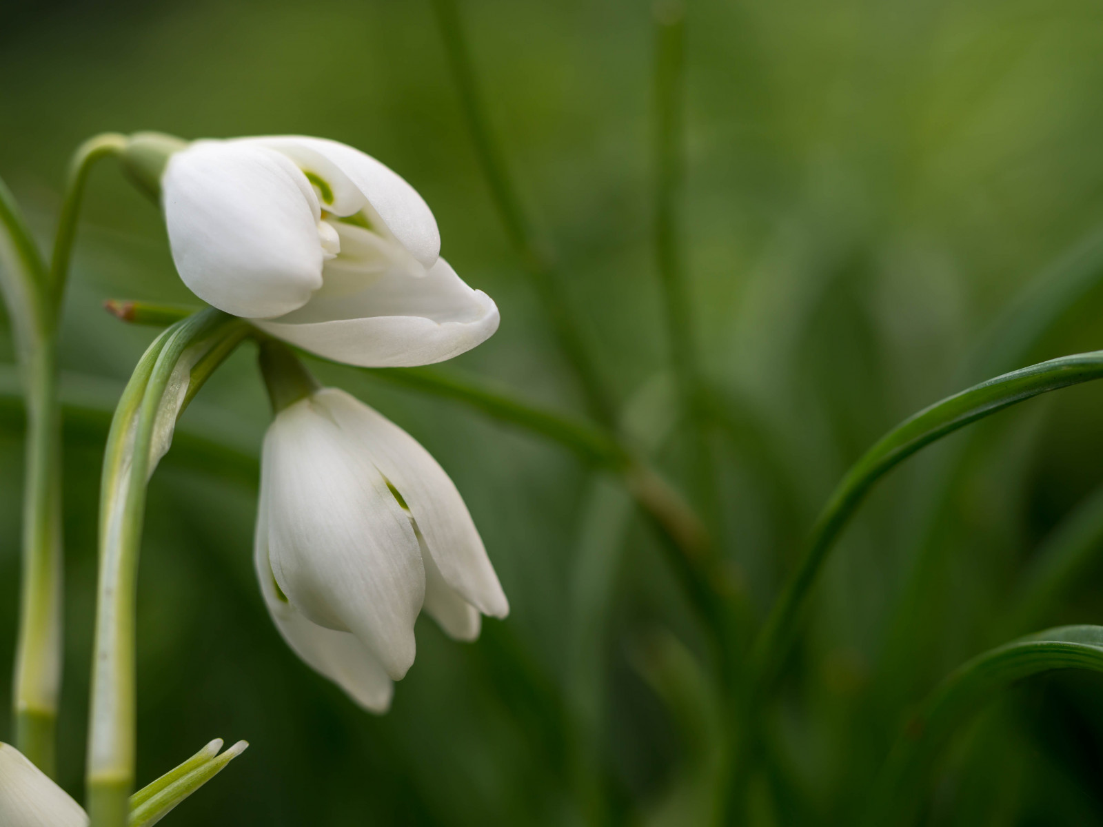 sněženka, jaro, zima, venkovní, rostlina, květ, Příroda, zahrada, detailní, Warwickshire, Anglie, Narrowdepthoffield, bokeh, Bokehbackground, bílý, zelená, listy, květiny, žárovky