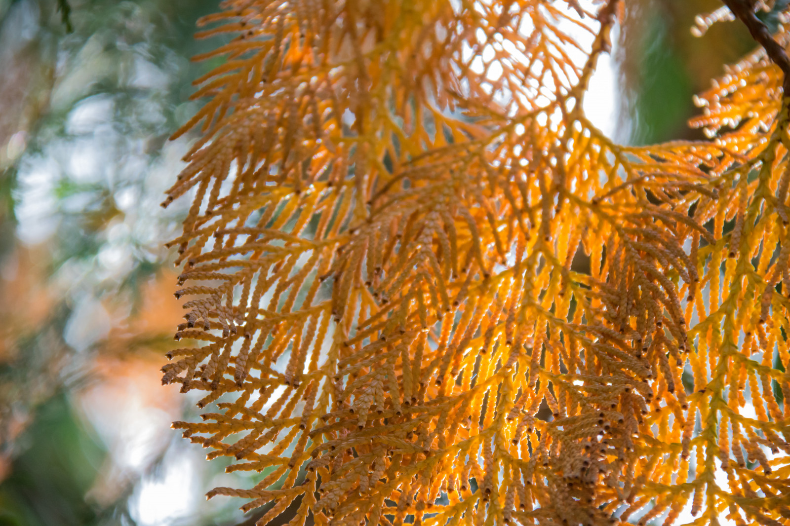 slunečnímu záření, zahrada, park, větev, smrk, Vánoční strom, jedle, strom, podzim, list, květ, rostlina, sezóna, flóra, h st, exif modelu canoneos760d, geocountry, Kamera aby kánon, geocity, Model fotoaparátu canoneos760d, geostate, geolocation, EXIF čočka efs18200mmf3556is, EXIF otvor 56, exif focallength 200mm, exif aby kánon, Alnarp, exif isospeed 640, botanika, suchozemská rostlina, dřevina, vánoční dekorace, makro fotografie