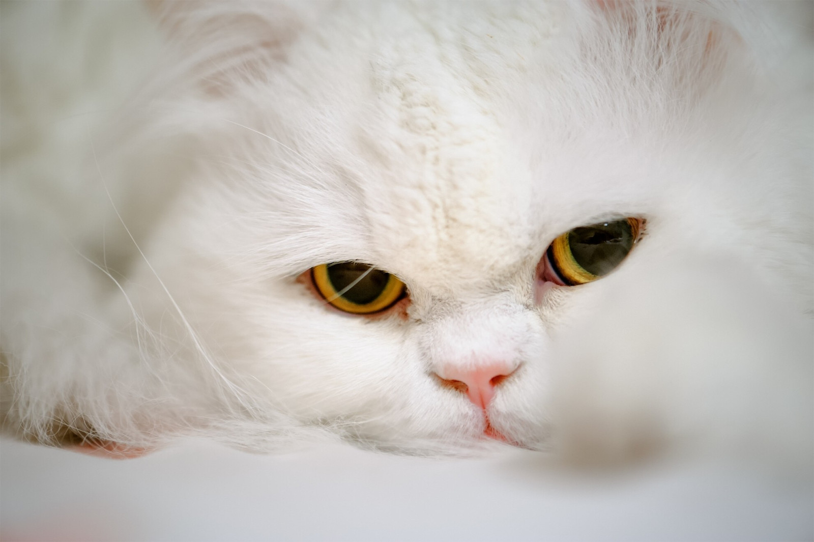 branco, gato, Animais, nariz, Bigodes, pele, Mamíferos, felino, persa, olho, gatinho, mamífero, vertebrado, órgão, fechar-se, Gato como mamífero, Macro fotografia, Pequenos a médios gatos, Carnívoro
