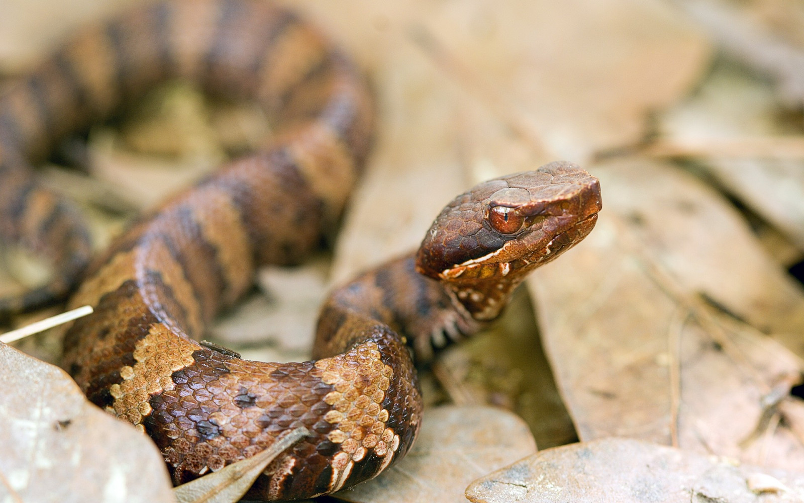 animali, natura, ramo, serpente, natura, rettili, serpente, serpente boa, rettile, fauna, vertebrato, avvicinamento, fotografia macro, rettile scala, Boas, Colubridae, giarrettiera serpente, Hognose serpente