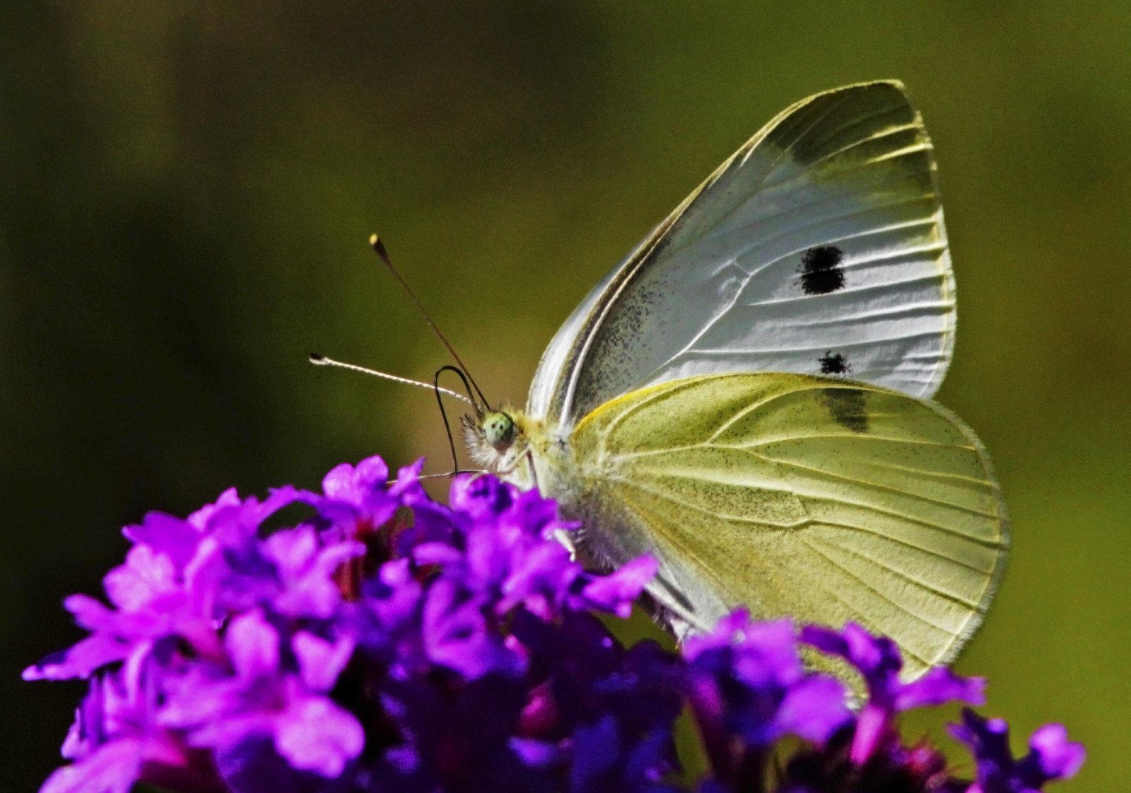 Wallpaper : moths and butterflies, insect, brush footed butterfly