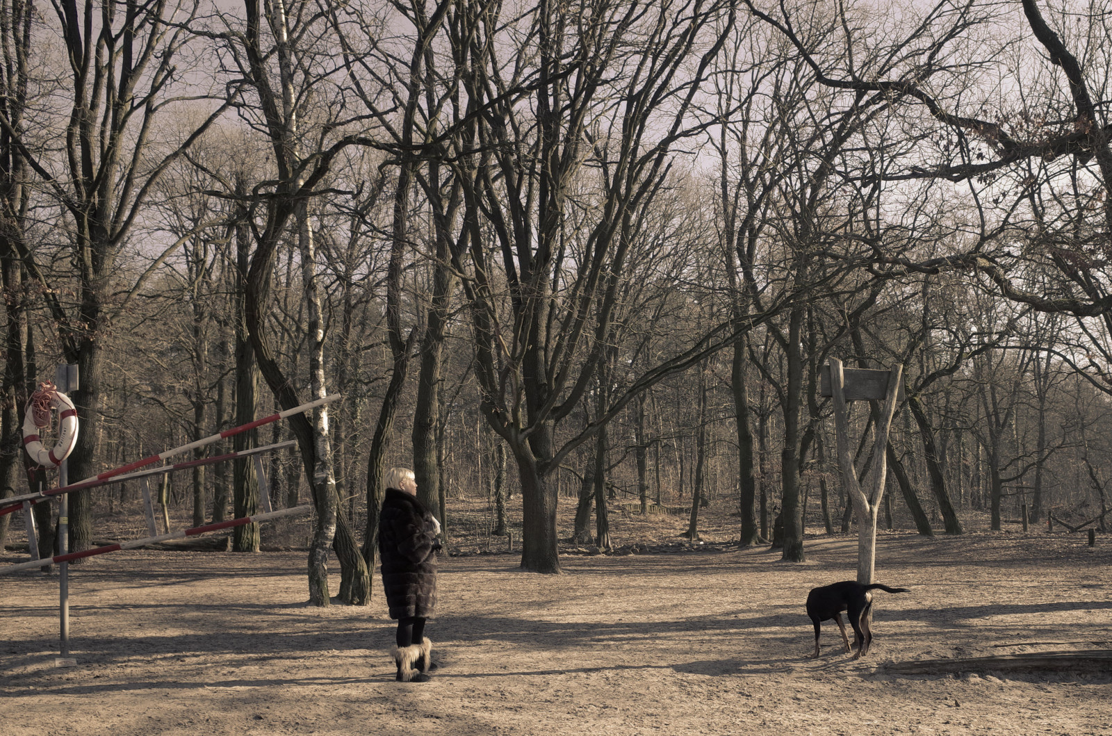slunečnímu záření, stromy, krajina, les, Příroda, tráva, nebe, park, zima, větev, slunce, cesta, jaro, chůze, Berlín, strom, Landschaft, rostlina, natur, stezka, Wald, syn, ricohgr, b UME, rekreace, zálesí, háj, obratlovců, dřevina, Grunewaldsee
