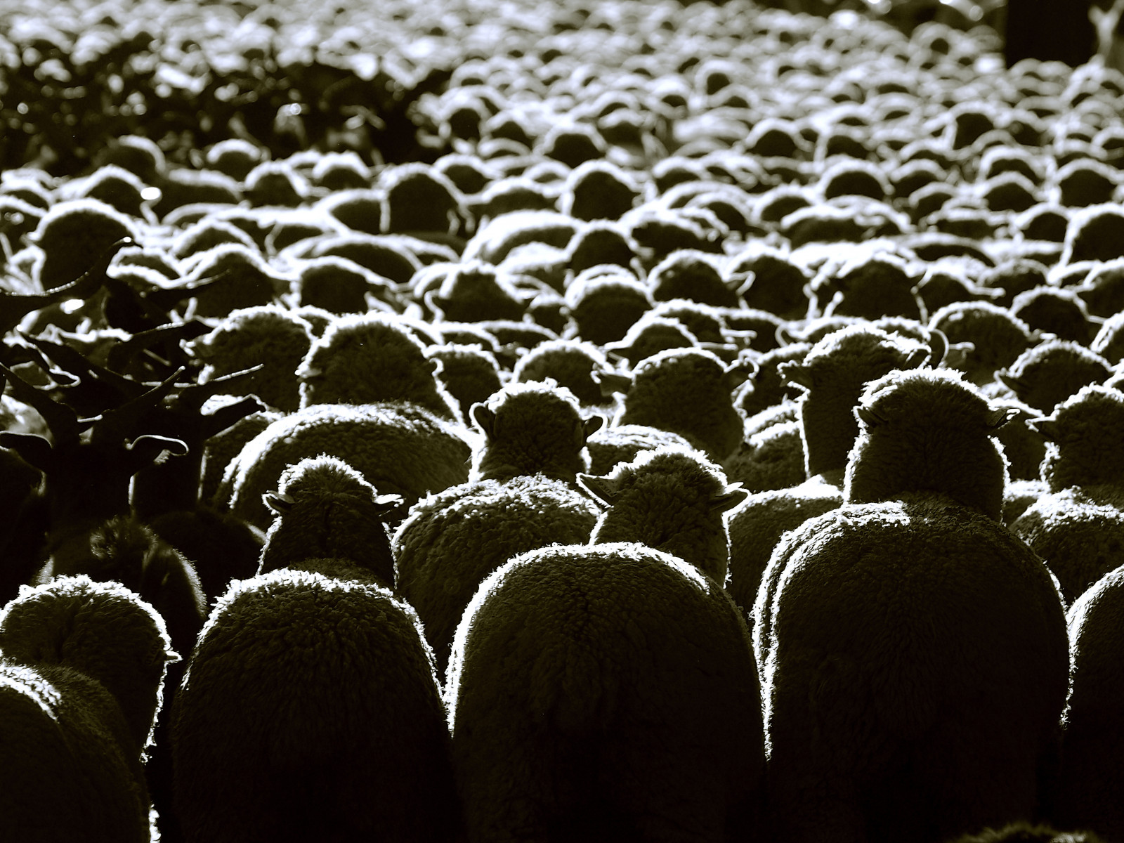 bílý, Černá, černobílý, noc, Francie, ovce, Noir, Olympus, Provence, Marseille, E3, světlo, list, květ, tělesné, mygearandme, tma, chlívek, blanc, 70300, hezký snímek, nb, jour, dazur, alpes, Černý a bílý, monochromatické fotografování, f te, festivit, mouton, contre, Istres, transhumace