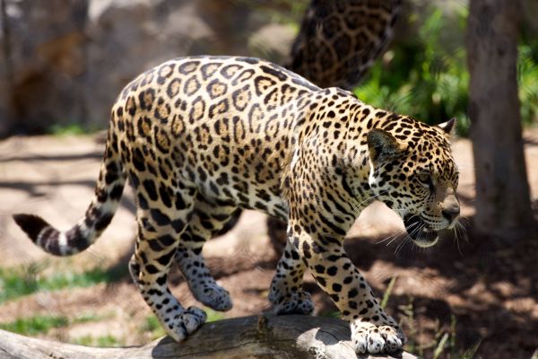 cheetah,predator,big cat