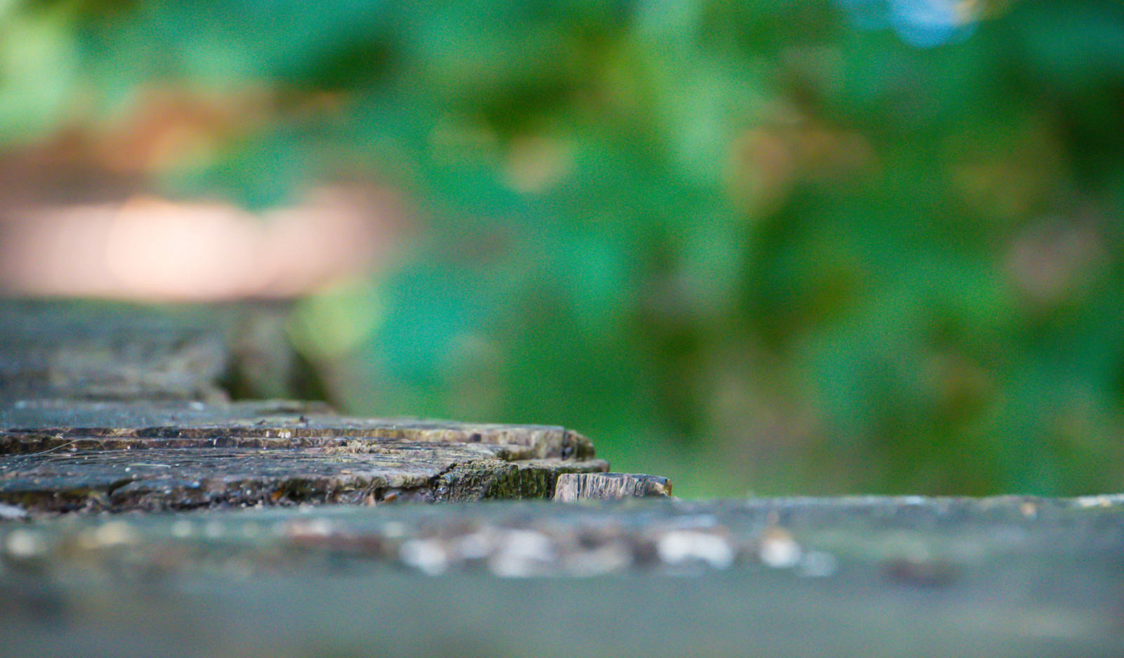 slunečnímu záření, voda, Příroda, odraz, větev, zelená, Volně žijících živočichů, Švédsko, Evropa, Sverige, strom, hloubka pole, list, venkovní, dof, sk nel n, se, Malmo, Stubbe, pahýl, les, plaz, fauna, zblízka, makro fotografie