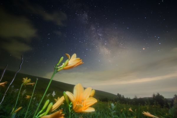 Japan,landscape,flowers,night,galaxy,water