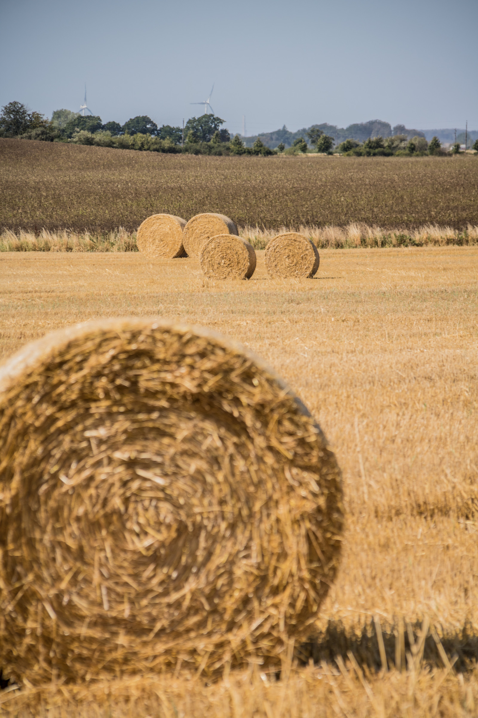 krajina, jídlo, pole, sláma, pšenice, seno, step, scenérie, lučina, rostlina, venkov, landsbygd, landskap, exif modelu canoneos760d, geocountry, Kamera aby kánon, geocity, Model fotoaparátu canoneos760d, geostate, geolocation, EXIF čočka efs18200mmf3556is, exif aby kánon, EXIF isospeed 100, EXIF otvor 71, exif focallength 145mm, stéblo, zemědělství, prostý, prérie, oříznutí, půda, venkov, suchozemská rostlina, kvetoucí rostlina, tráva rodina