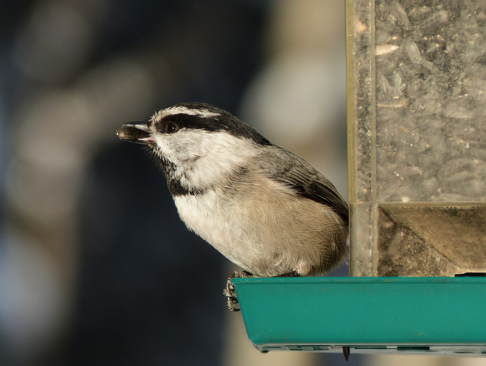 Alberta, Kanada, swofcalgary, Sheepriverchristmasbirdcount2016, Příroda, ornitologie, influenza, pták, ptactvo, americký ptáček, Mountainchickadee, Poecilegambeli, Paridaefamily, Whitestripeovereye, boční pohled, feeder, bokeh, venkovní, zima, 27.prosince2016, fz200, Fz2004, annkelliott, anneelliott, Anneelliott2016, všechna práva vyhrazena