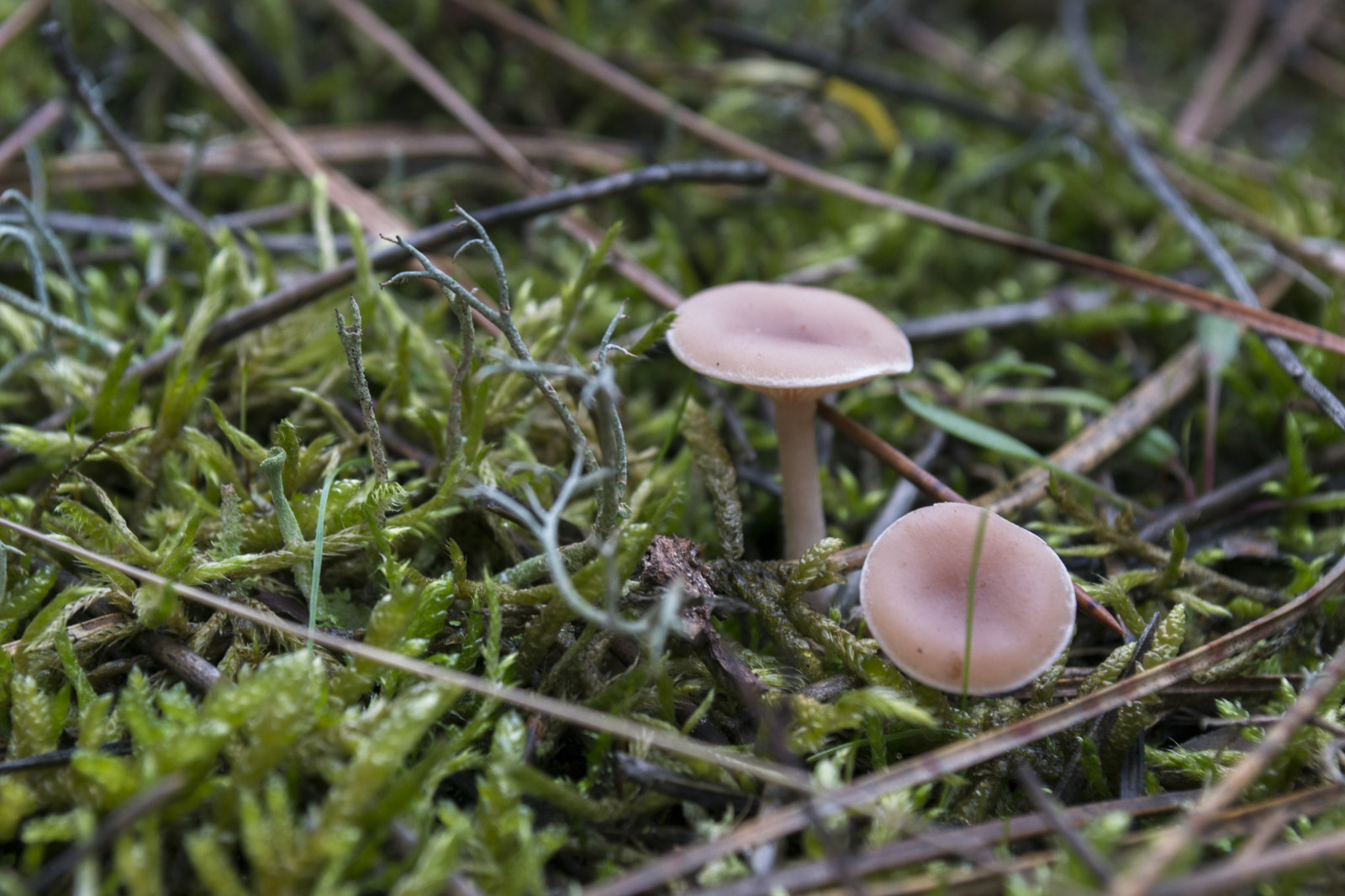 les, Příroda, tráva, rostliny, makro, houba, zelená, houba, podzim, list, květ, flóra, fauna, zálesí, místo výskytu, přírodní prostředí, botanika, zblízka, makro fotografie, agaricomycetes, penny bun, jedlá houba, Agaricaceae, agaricus