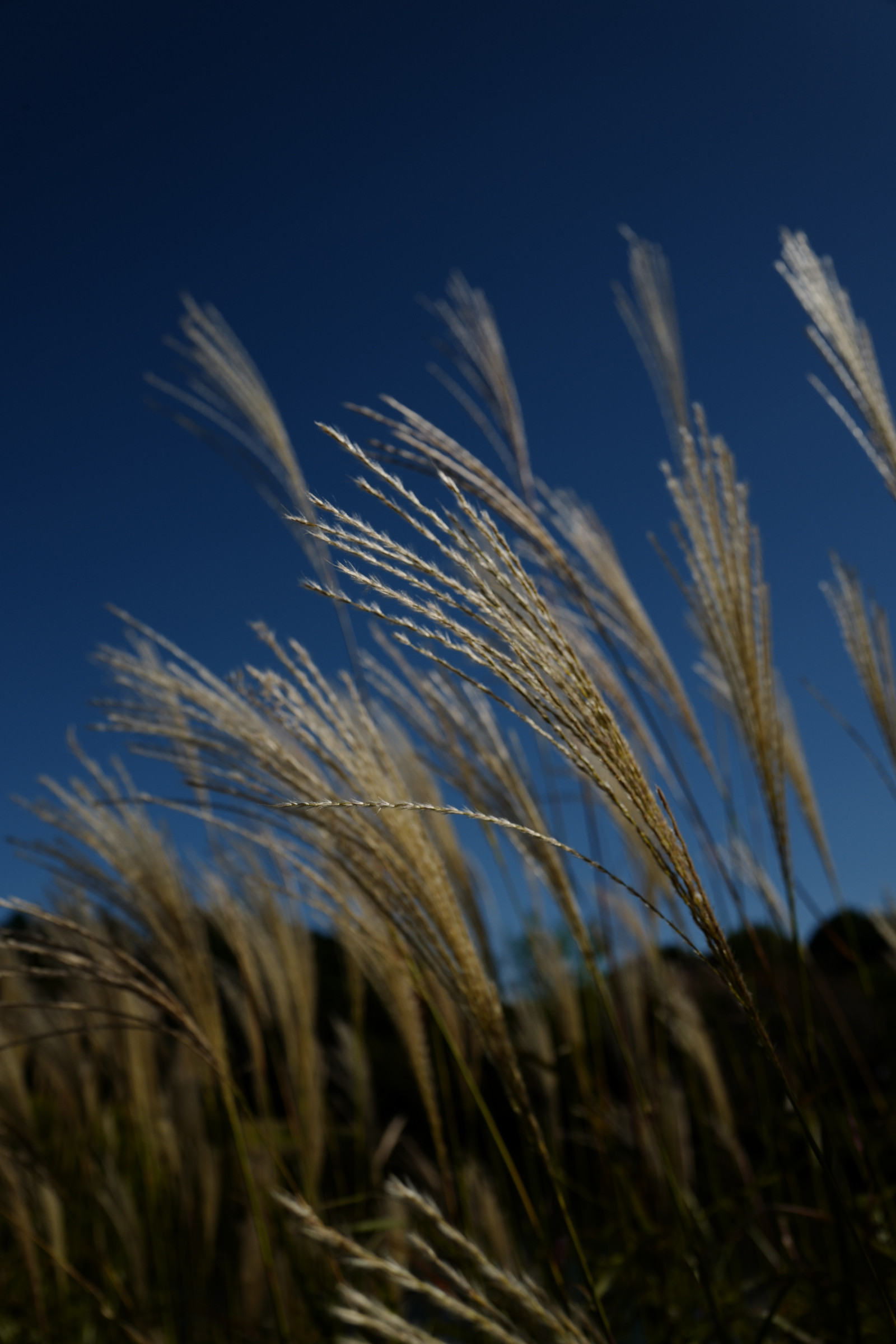 Japonsko, slunečnímu záření, Příroda, tráva, nebe, pole, vítr, Leica, pšenice, Tokio, jp, mrak, strom, květ, rostlina, Shinjuku, shinjukugyoen, summilux, leicaq, summilux1728, q, 1728, prérie, suchozemská rostlina, kvetoucí rostlina, tráva rodina, Phragmites