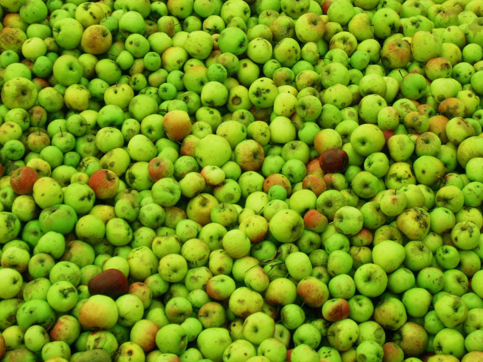 podzim, stromy, strom, list, Herbst, Pflanzen, bl tter, b UME, baum, apfel, Obst, OTW, natureselegantshots, fullyfilled