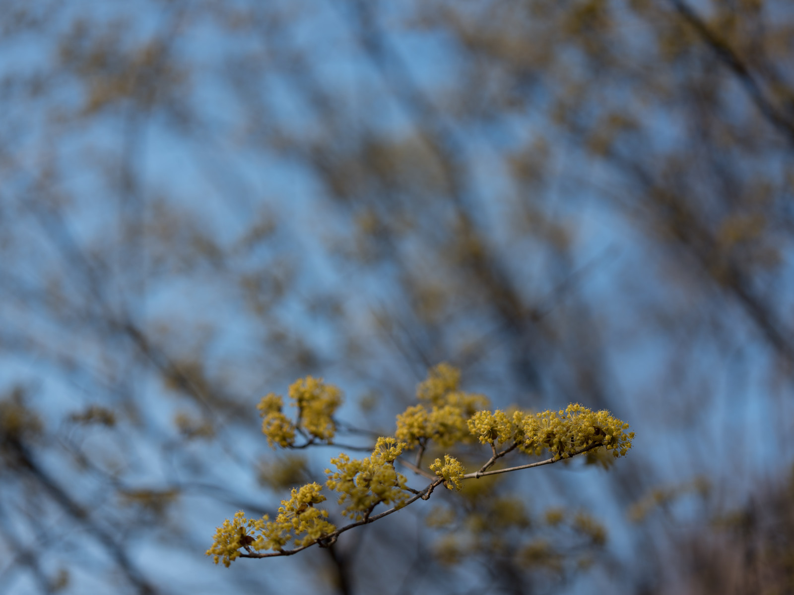 Japonsko, slunečnímu záření, Příroda, tráva, nebe, zima, větev, žlutý, mráz, květ, jaro, Tokio, Fujifilm, jp, strom, podzim, list, květ, rostlina, sezóna, flóra, fuji, Fujinon, gf, gf63mm, gf63mmf28rwr, gfx, gfx50s, jindaibotanicalgardens, Chofu, divoká rostlina, botanika, suchozemská rostlina, dřevina, zblízka, makro fotografie, tráva rodina, závod stonek