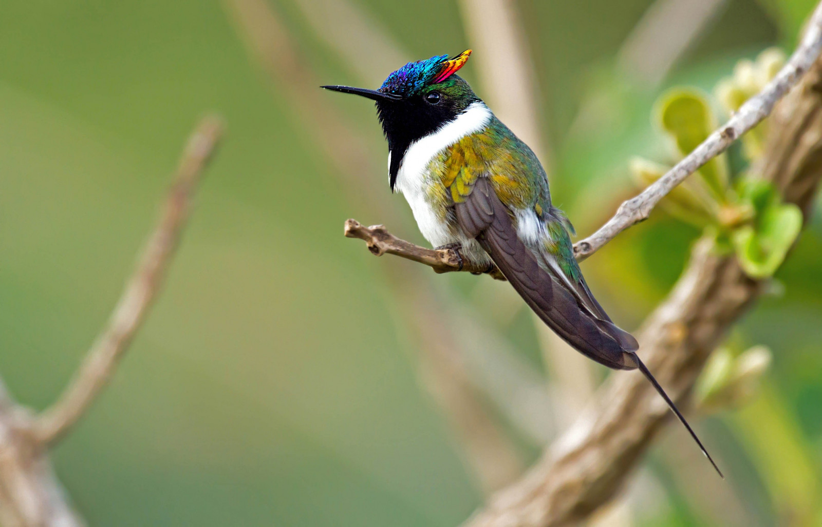 ptactvo, zvěř, Příroda, větev, Volně žijících živočichů, kolibříci, zobák, pták, kolibřík, fauna, prohlížení pták, obratlovců, slavík, střízlík, CORACIIFORMES, 3411x2190 px