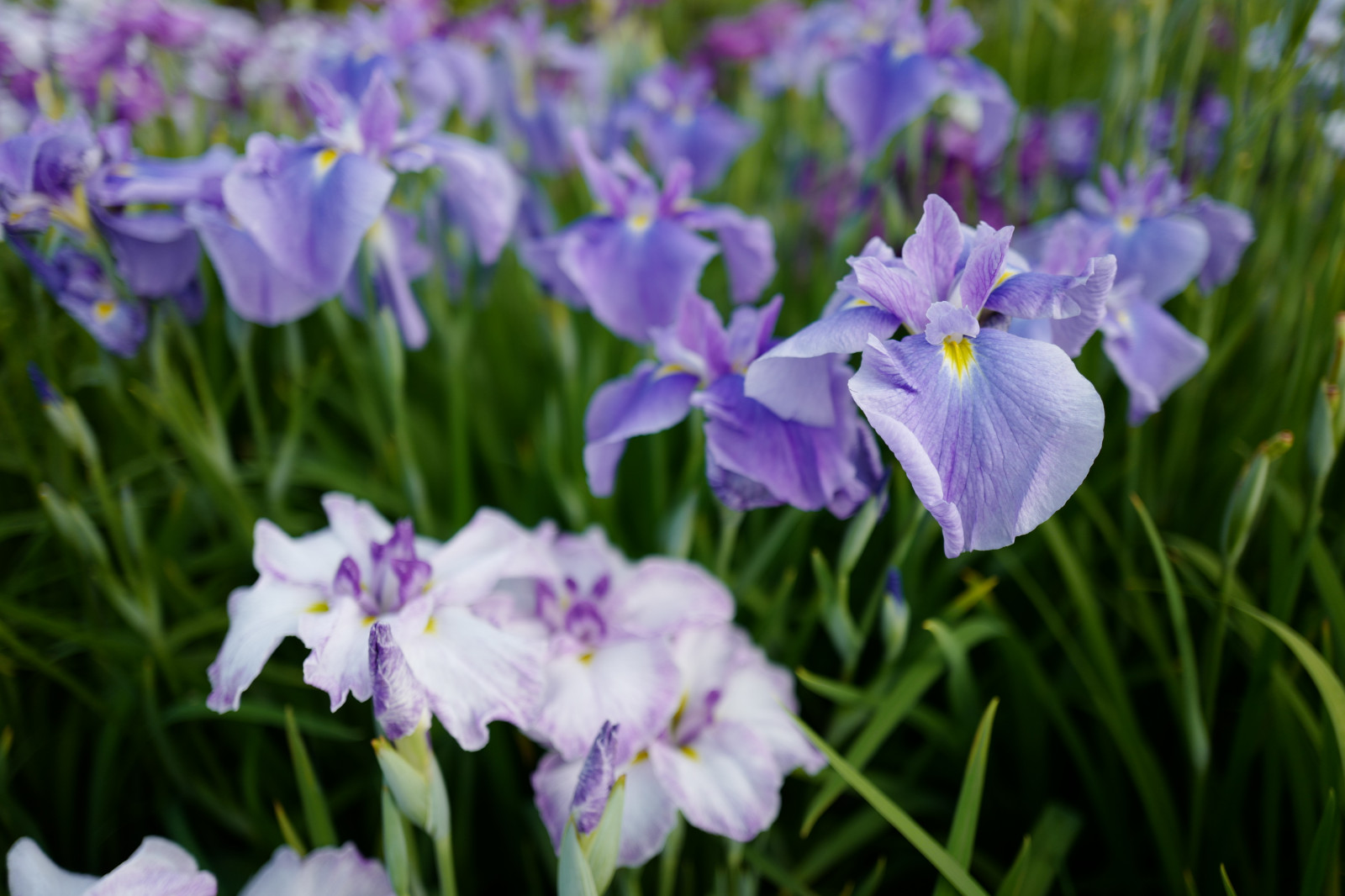 Wallpaper Japan, Leica, Tokyo, Iris, Jp, flower, eye, flora, CC