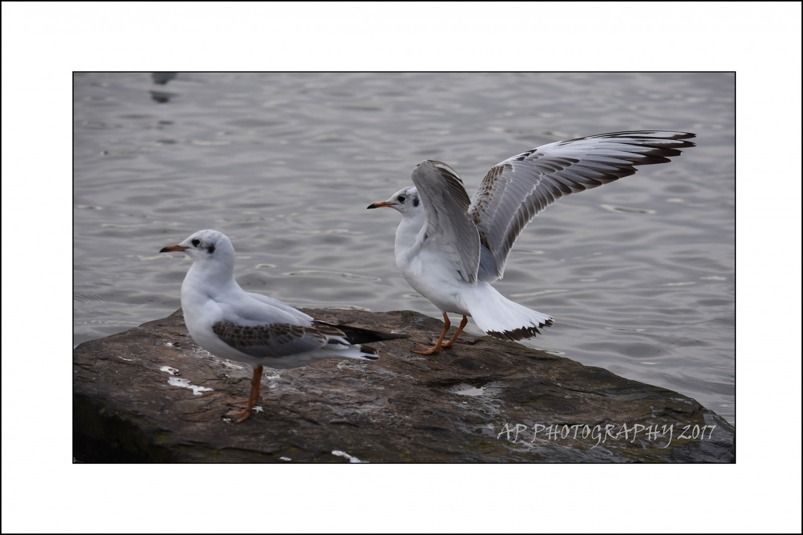 bílý, Černá, voda, Příroda, venku, křídla, peří, detailní, Volně žijících živočichů, Nohy, Prvky, Nikon, britský, Spojené království, zobák, zvíře, pták, divoký, web, venkov, digitální, racek, mořský pták, křídlo, březen, fauna, D7200, influenza, obratlovců, Charadriiformes, RSPB, sladkovodní, racek stříbřitý, Pennington, Larus, ridibundus