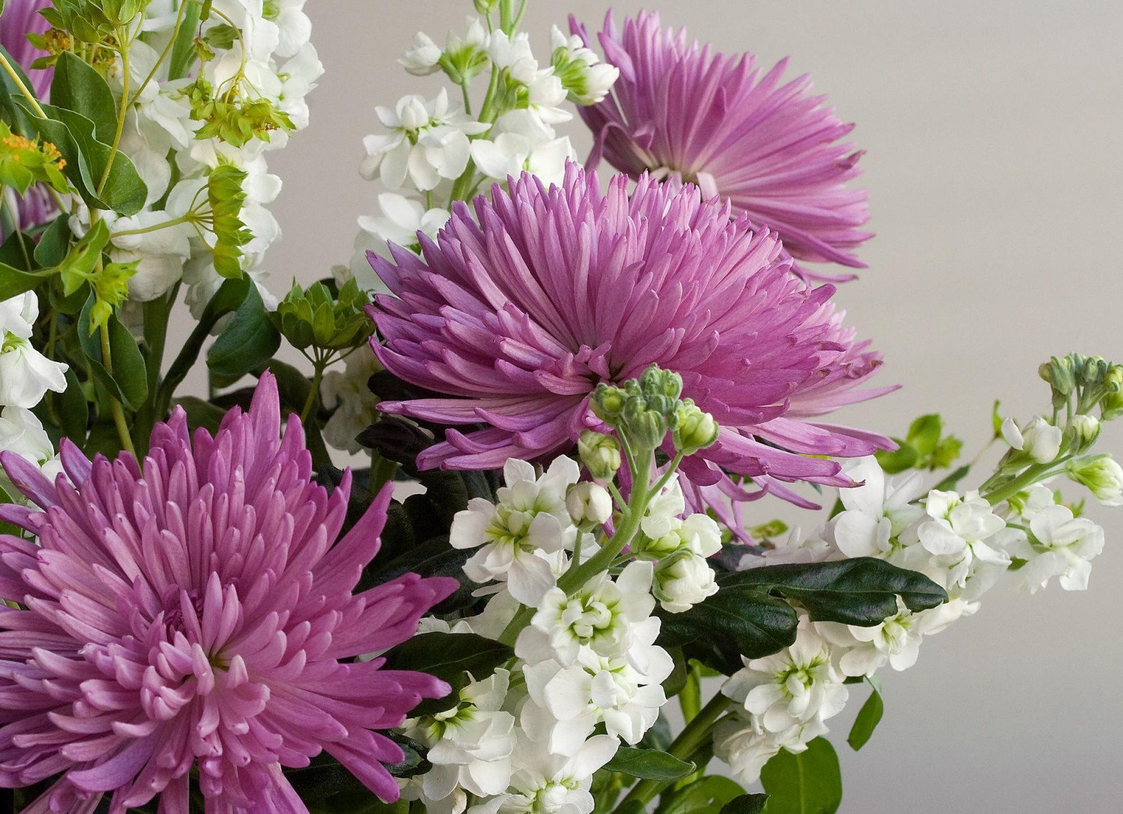 Bakrunner : krysantemum, blomster, bukett, nærbilde 2000x1450 - wallup ...