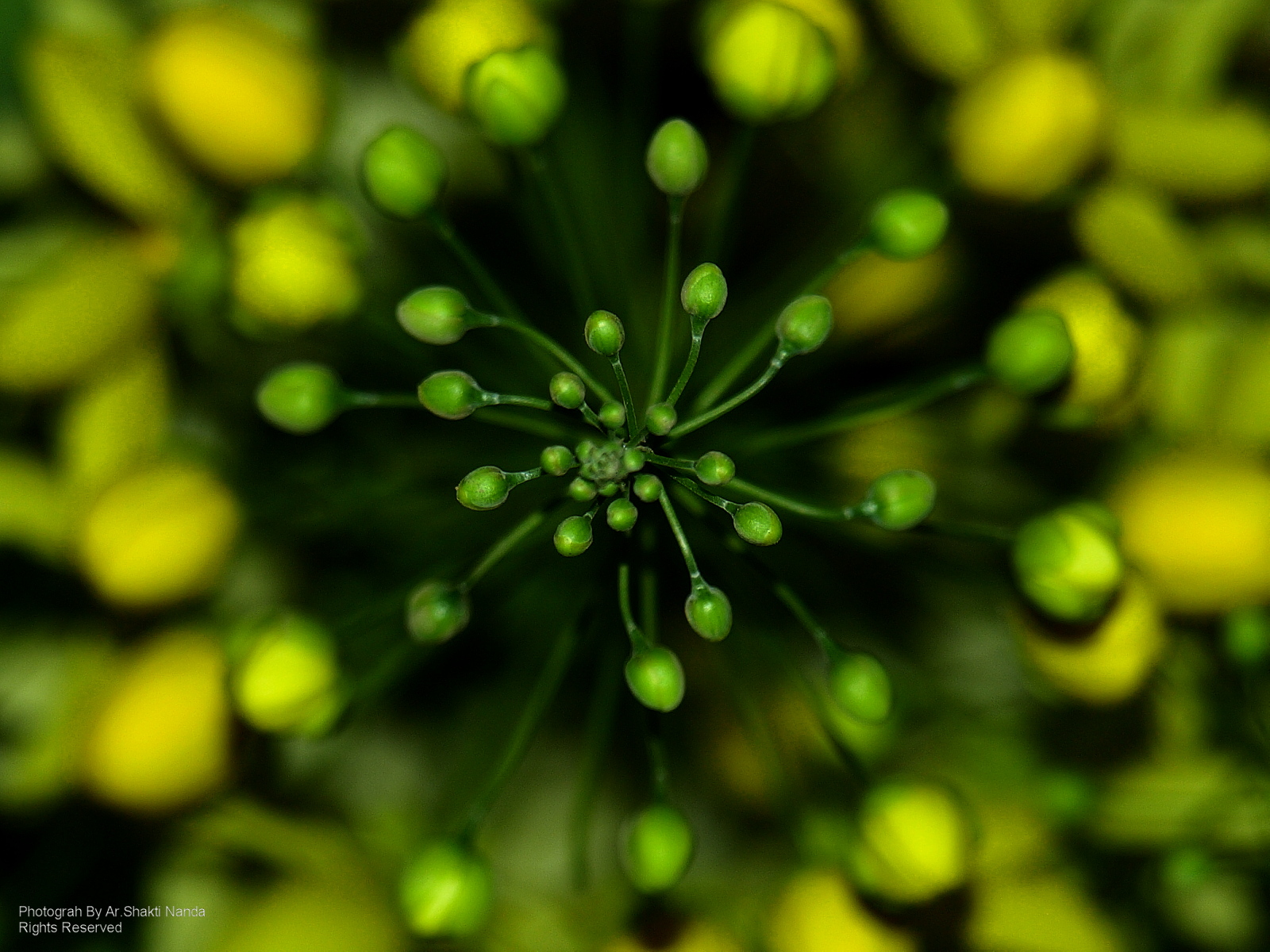noc, voda, Příroda, spirála, makro, zelená, žlutý, fotograf, práce, rosa, ostrý, 510, Olympus, výstřel, zavřít, umělecký, pokles, flóra, dof, fotografie, anawesomeshot, architekt, goldstaraward, počítač tapeta, zblízka, makro fotografie, závod stonek, vlhkost, Nanda, Orissa, shakti, Bhubaneswar, shaktinanda, Sunahari